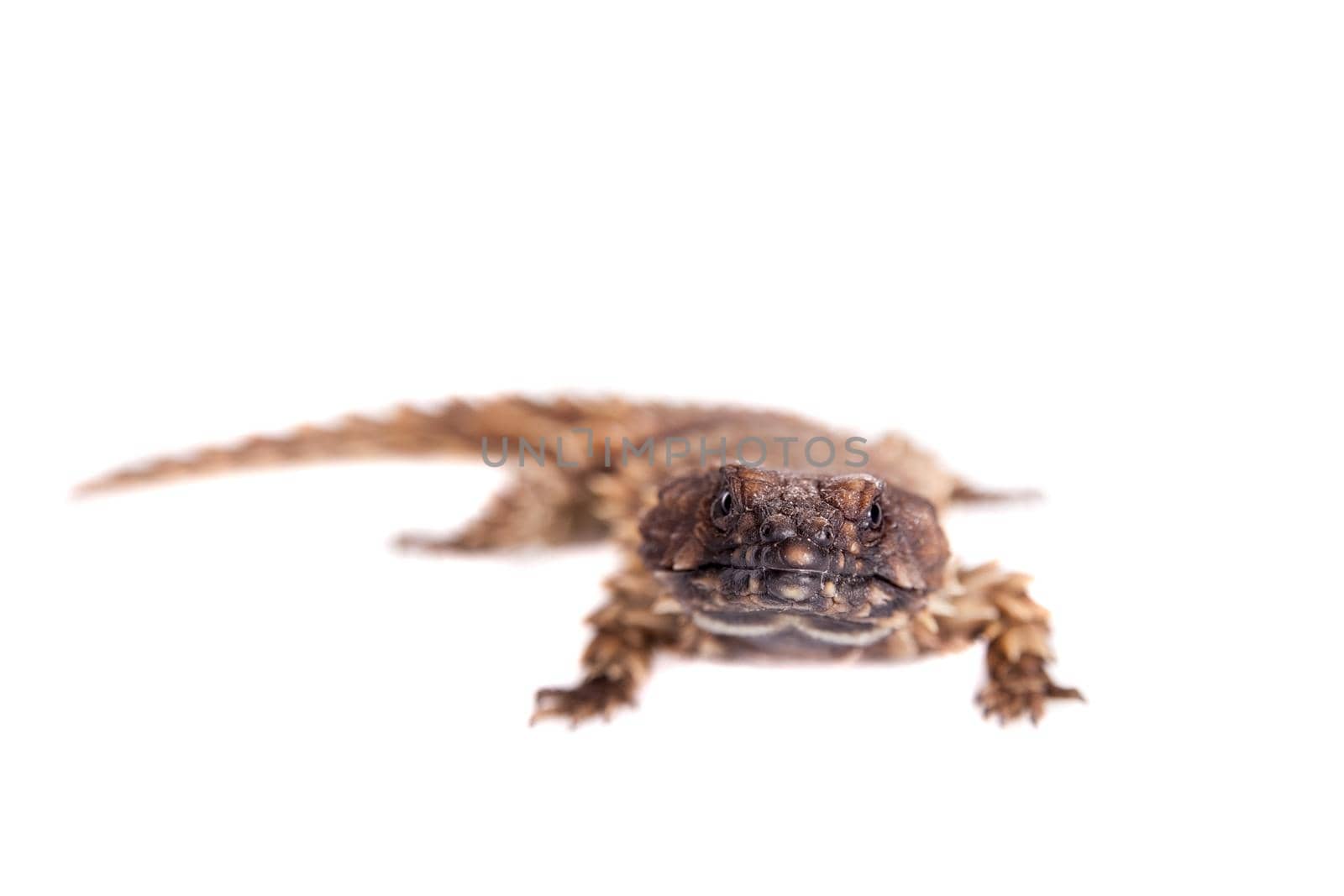 The armadillo girdled lizard on white by RosaJay