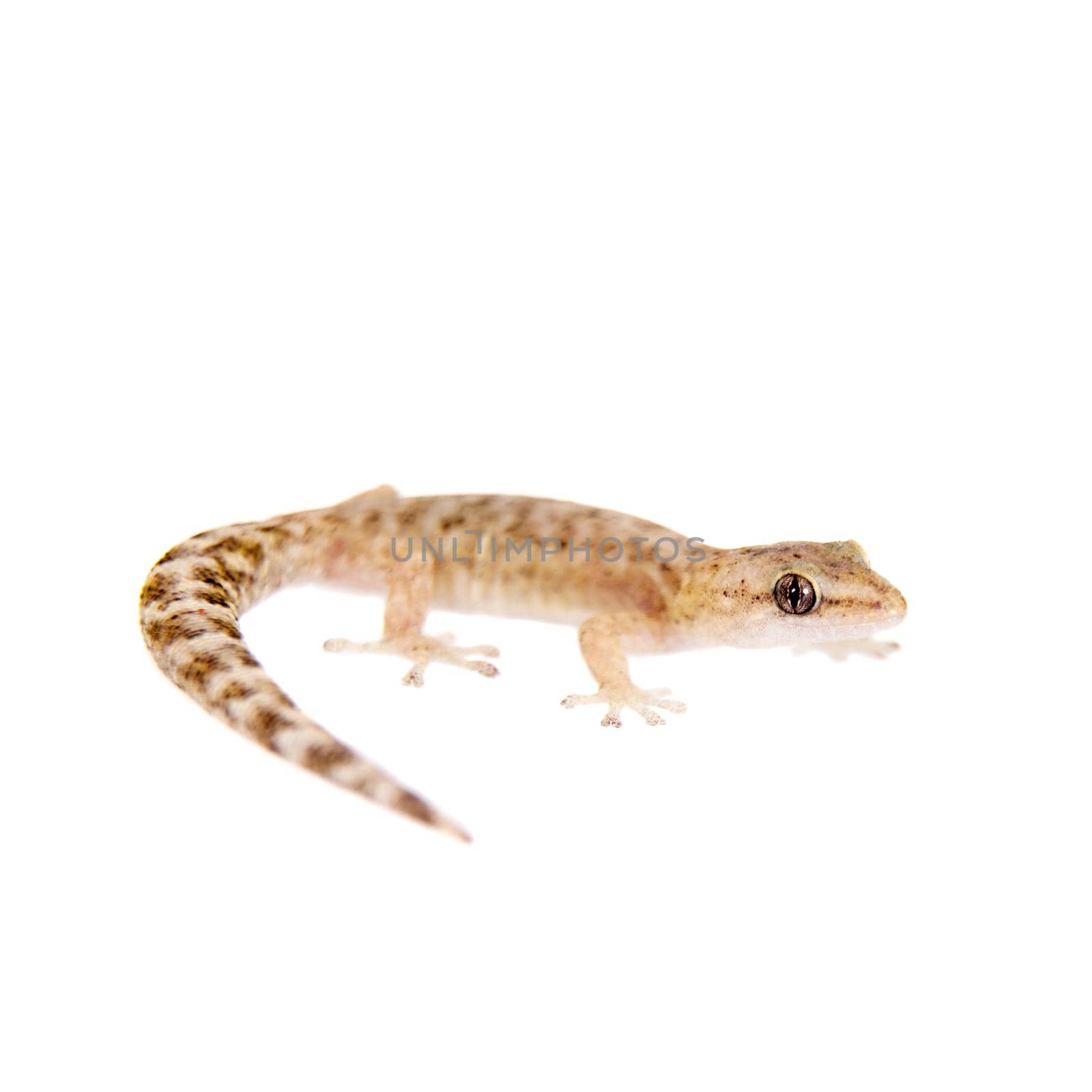 The marbled leaf-toed gecko, Afrogecko porphyreus, isolated on white