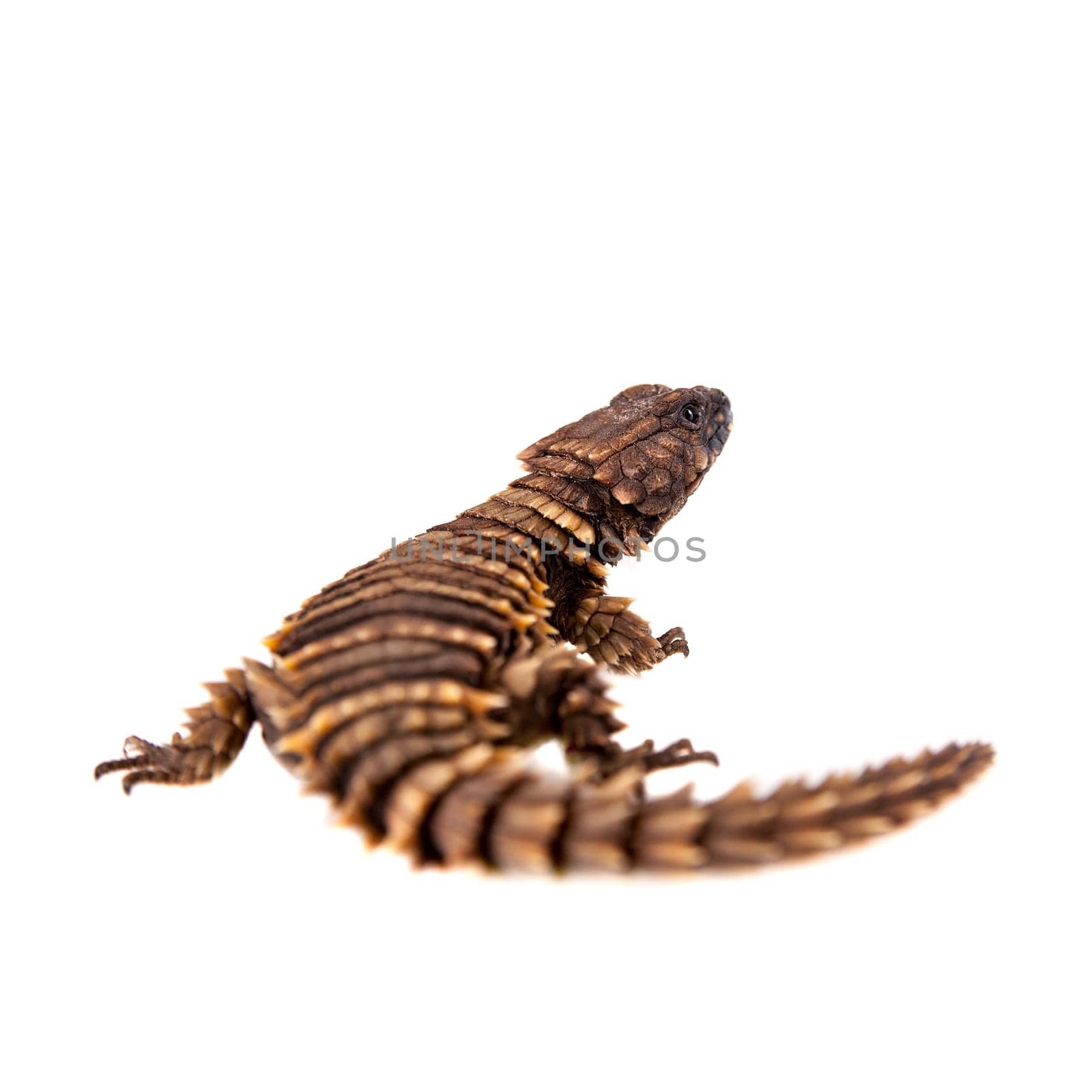 The armadillo girdled lizard on white by RosaJay