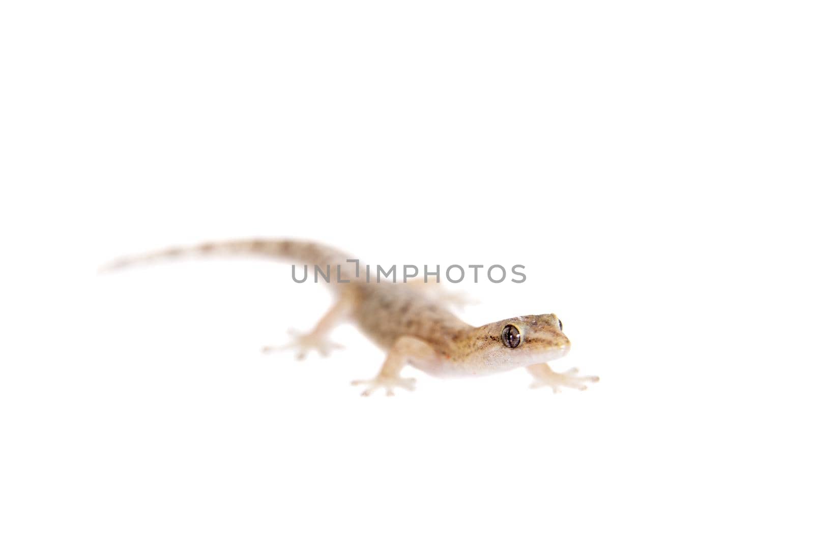The marbled leaf-toed gecko on white by RosaJay