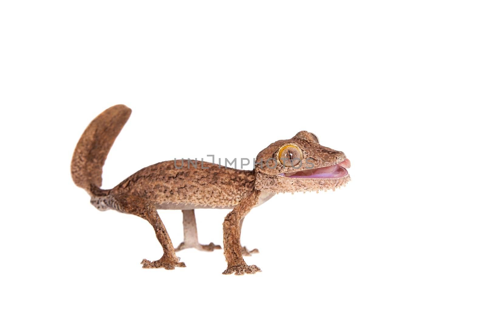 Leaf-tailed Gecko, uunknow uroplatus, isolated on white background