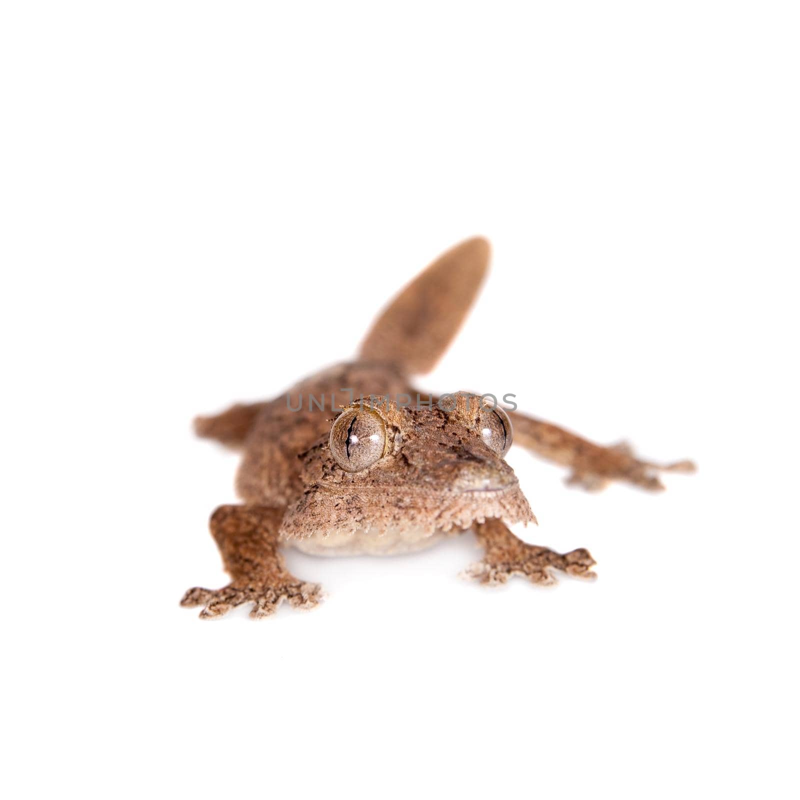 Leaf-tailed Gecko, uunknow uroplatus, isolated on white background