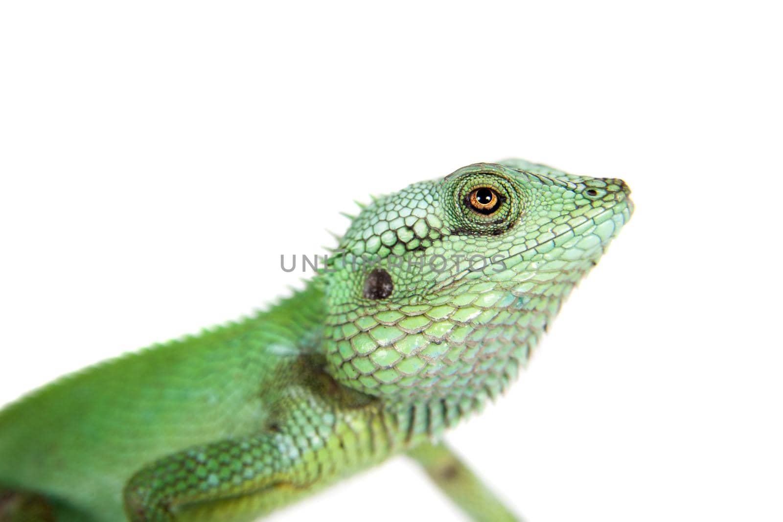 Black lipped Lizard, Calotes nigrilabris, on white by RosaJay