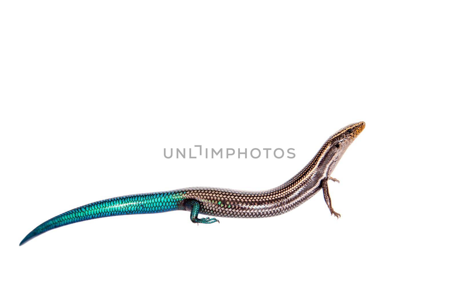 Gran Canaria skink, Chalcides sexlineatus, isolated on white background