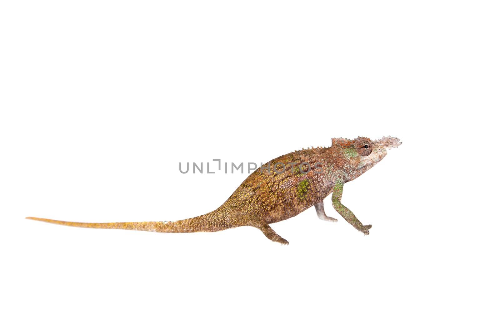 Boehme's chameleon, kinyongia boehmei, isolated on white background