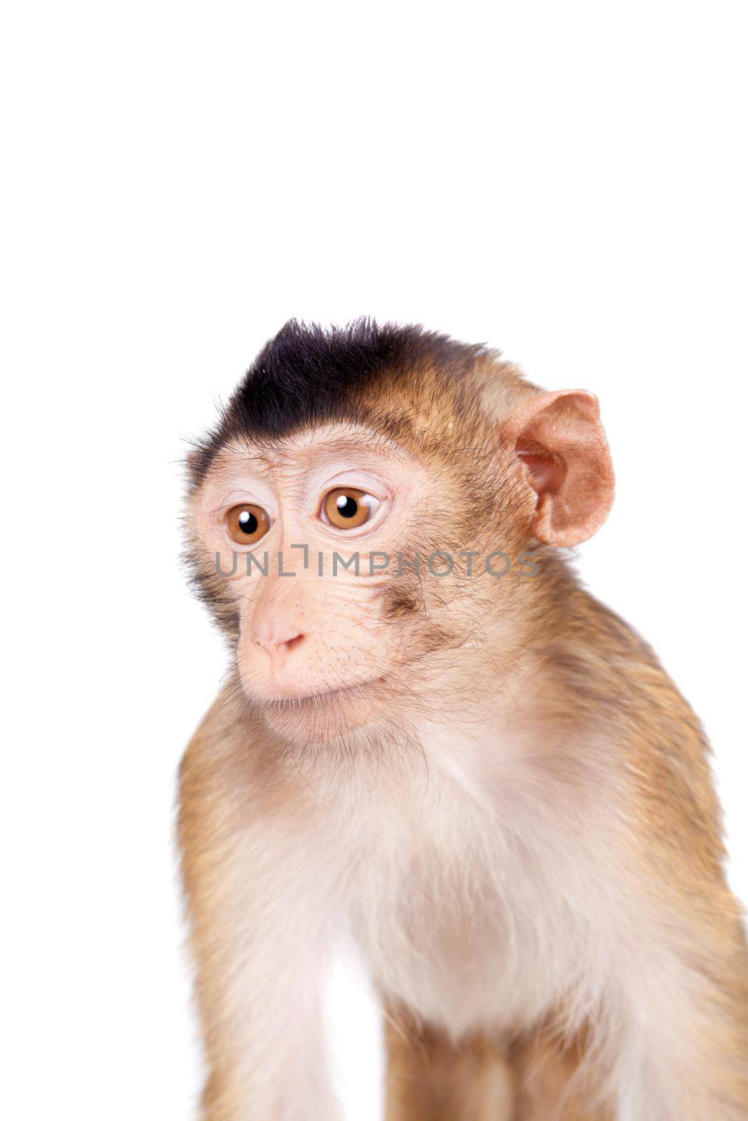 Juvenile Pig-tailed Macaque, Macaca nemestrina, isolated on white