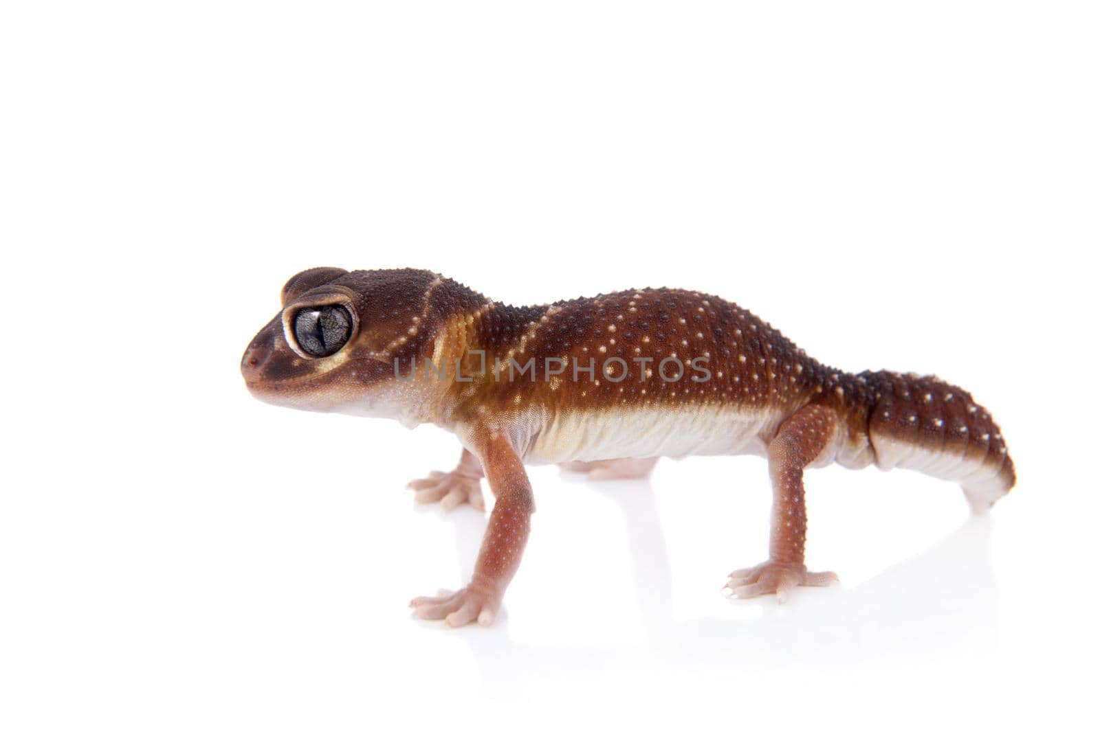 Smooth Knob-tailed Gecko on white by RosaJay