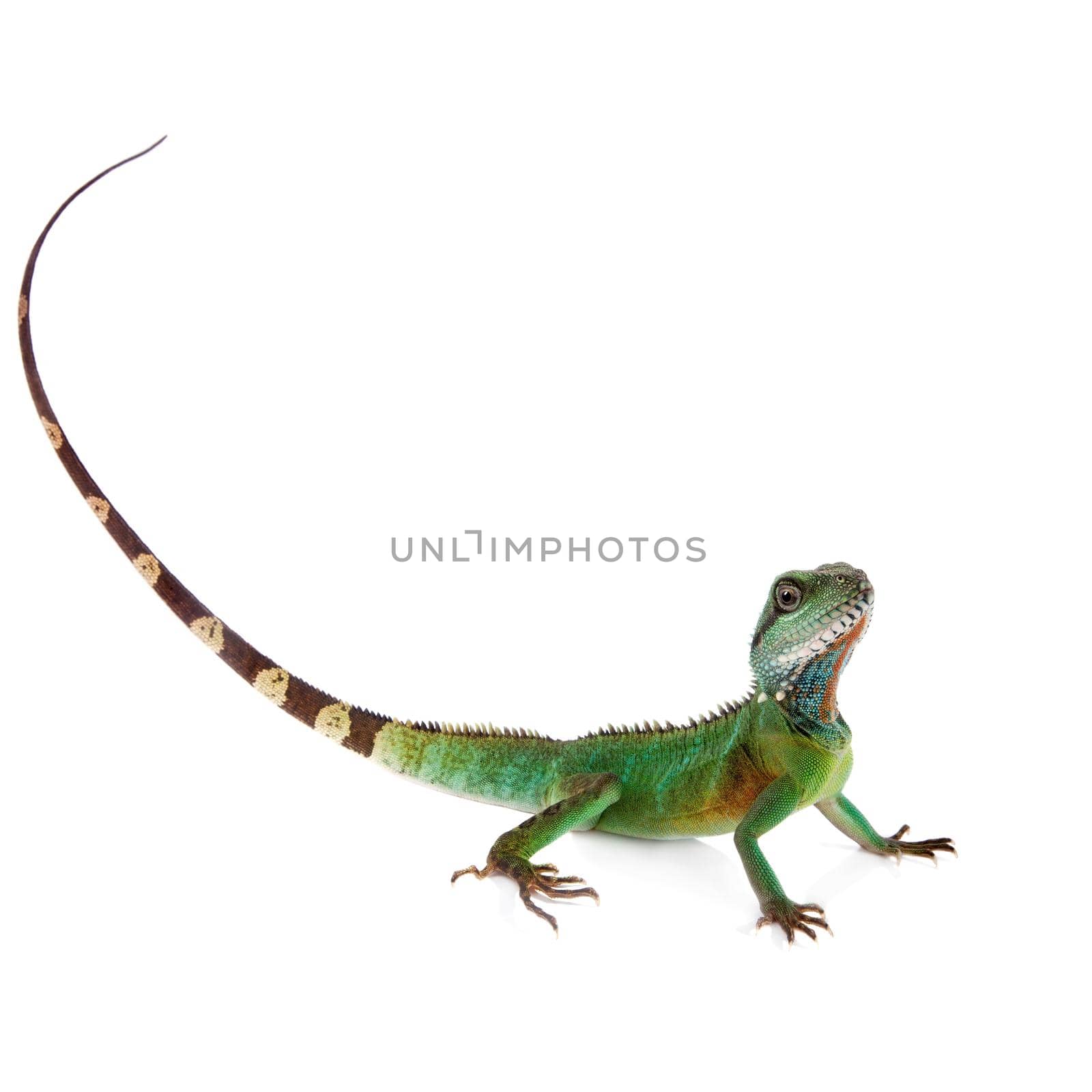 The Australian water dragon, Intellagama or Physignathus lesueurii which includes the eastern water dragon isolated on white background