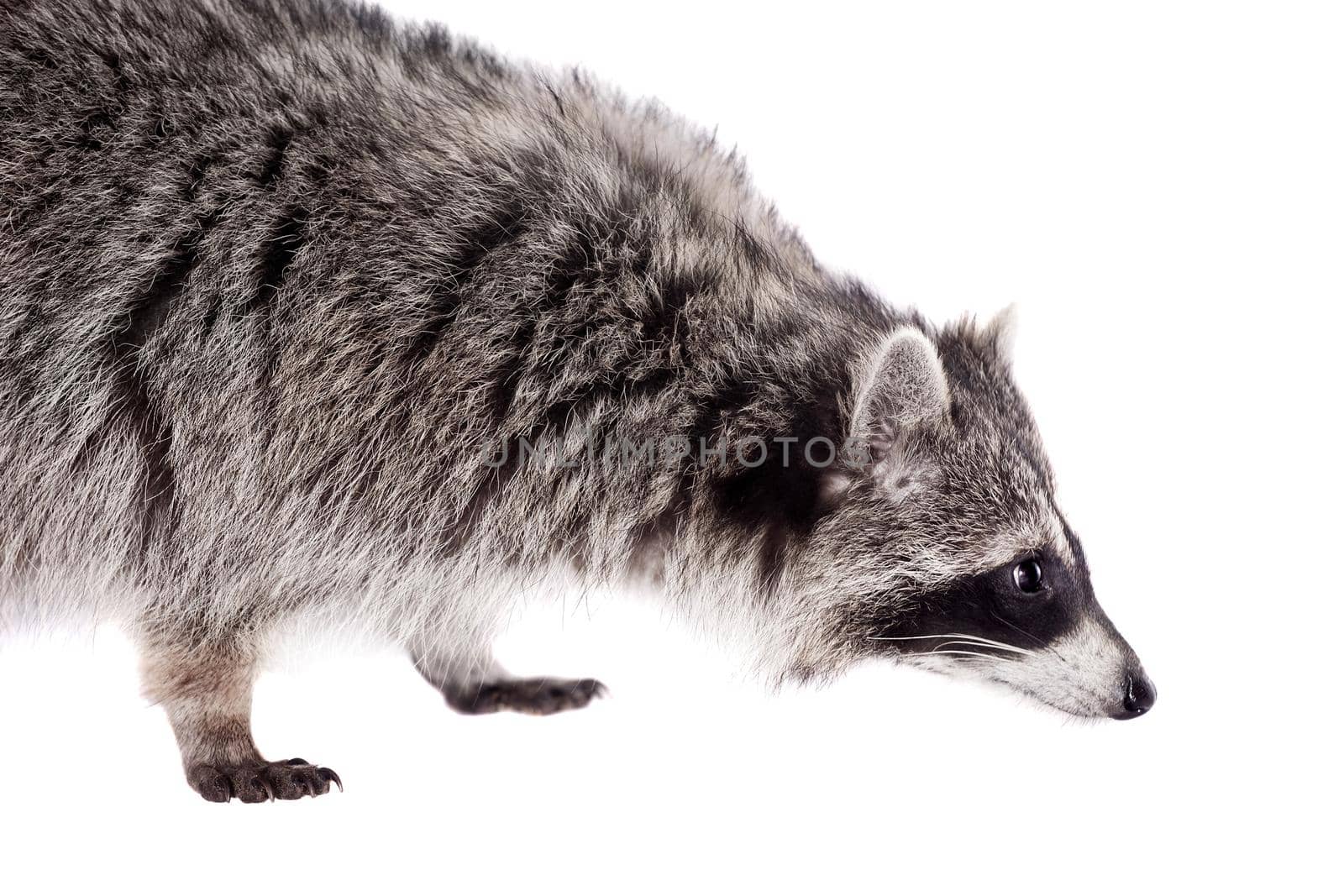 Raccoon, Procyon lotor, on the white background by RosaJay