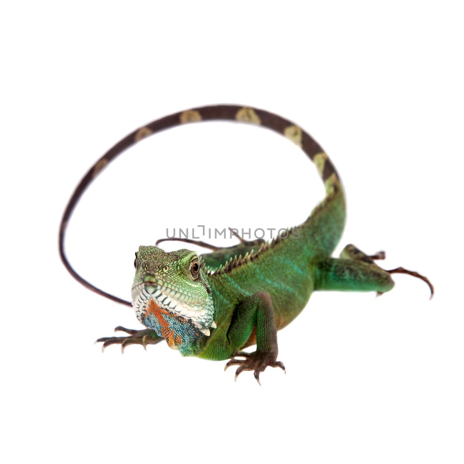 The Australian water dragon, Intellagama or Physignathus lesueurii which includes the eastern water dragon isolated on white background