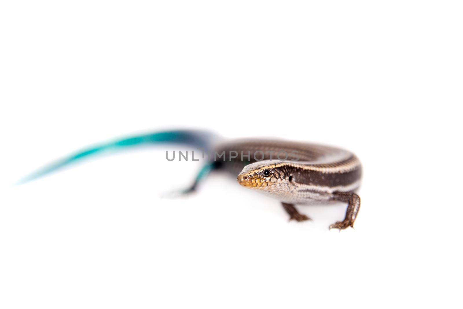 Gran Canaria skink, Chalcides sexlineatus, isolated on white background