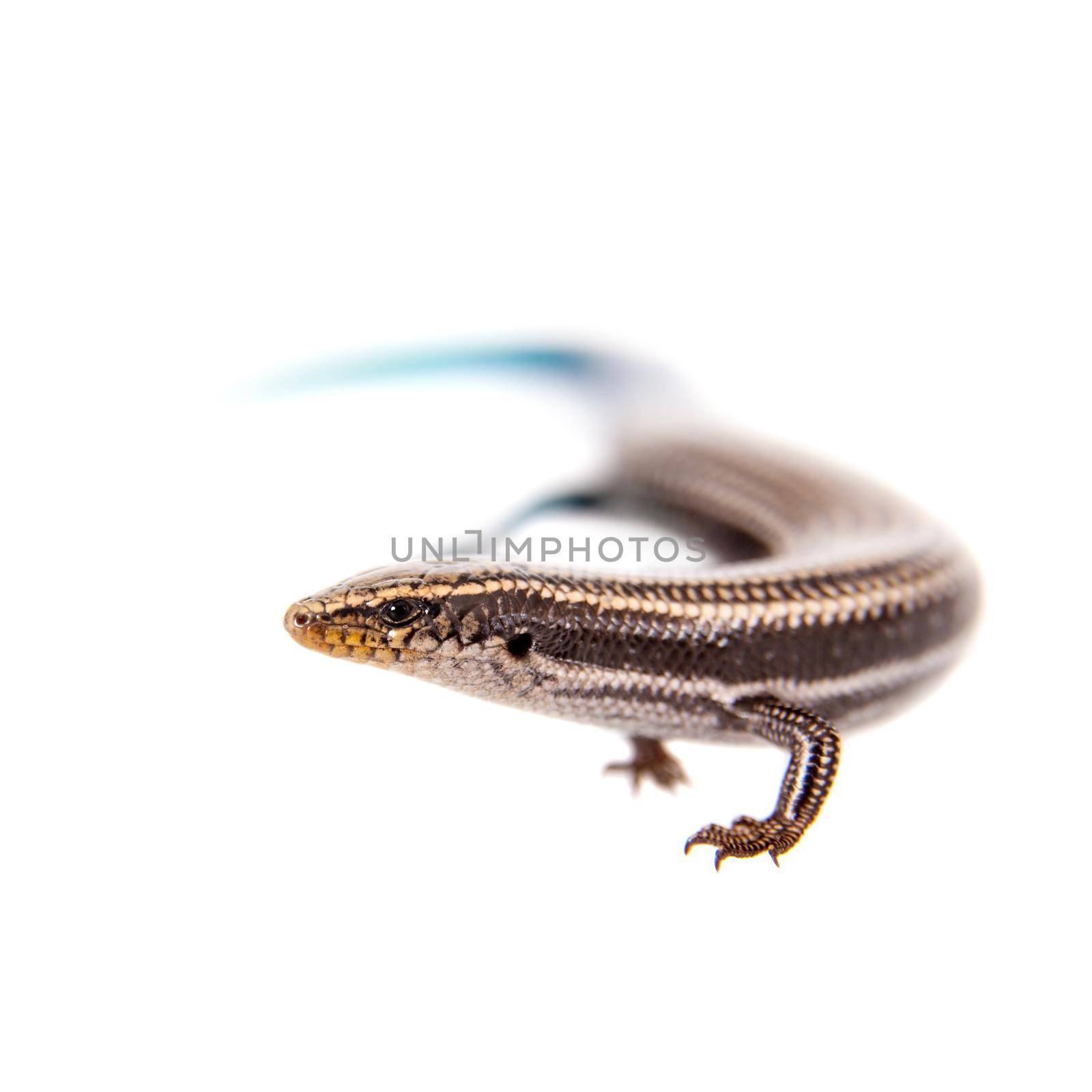 Gran Canaria skink, Chalcides sexlineatus, isolated on white background