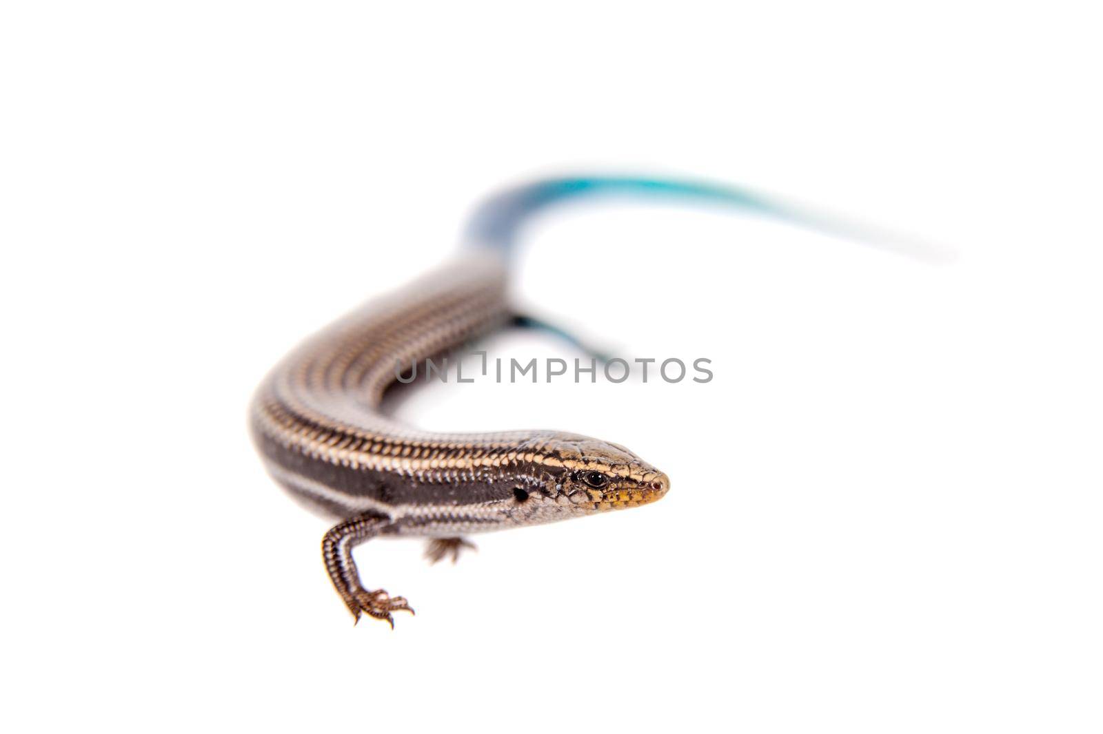 Gran Canaria skink, Chalcides sexlineatus, isolated on white background