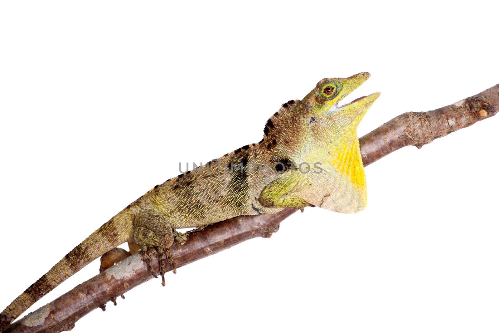 Dactyloa fraseri lizard isolated on white background