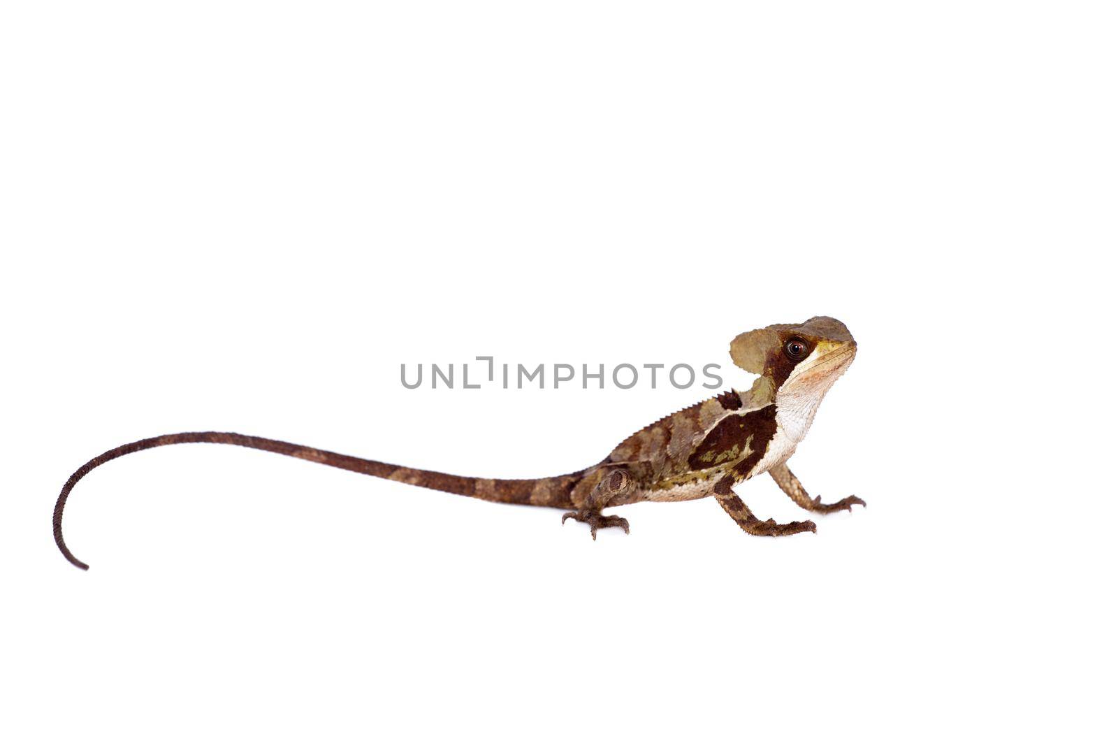 Hernandezs helmeted basilisk, Corytophanes hernandesii, isolated on white background