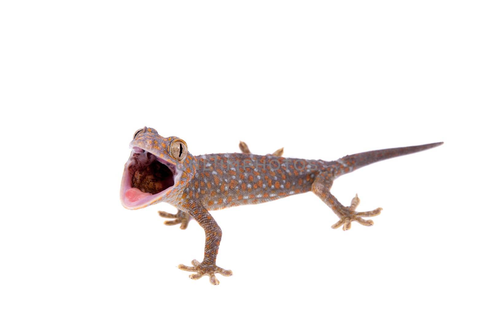 Tokay Gecko isolated on white background by RosaJay