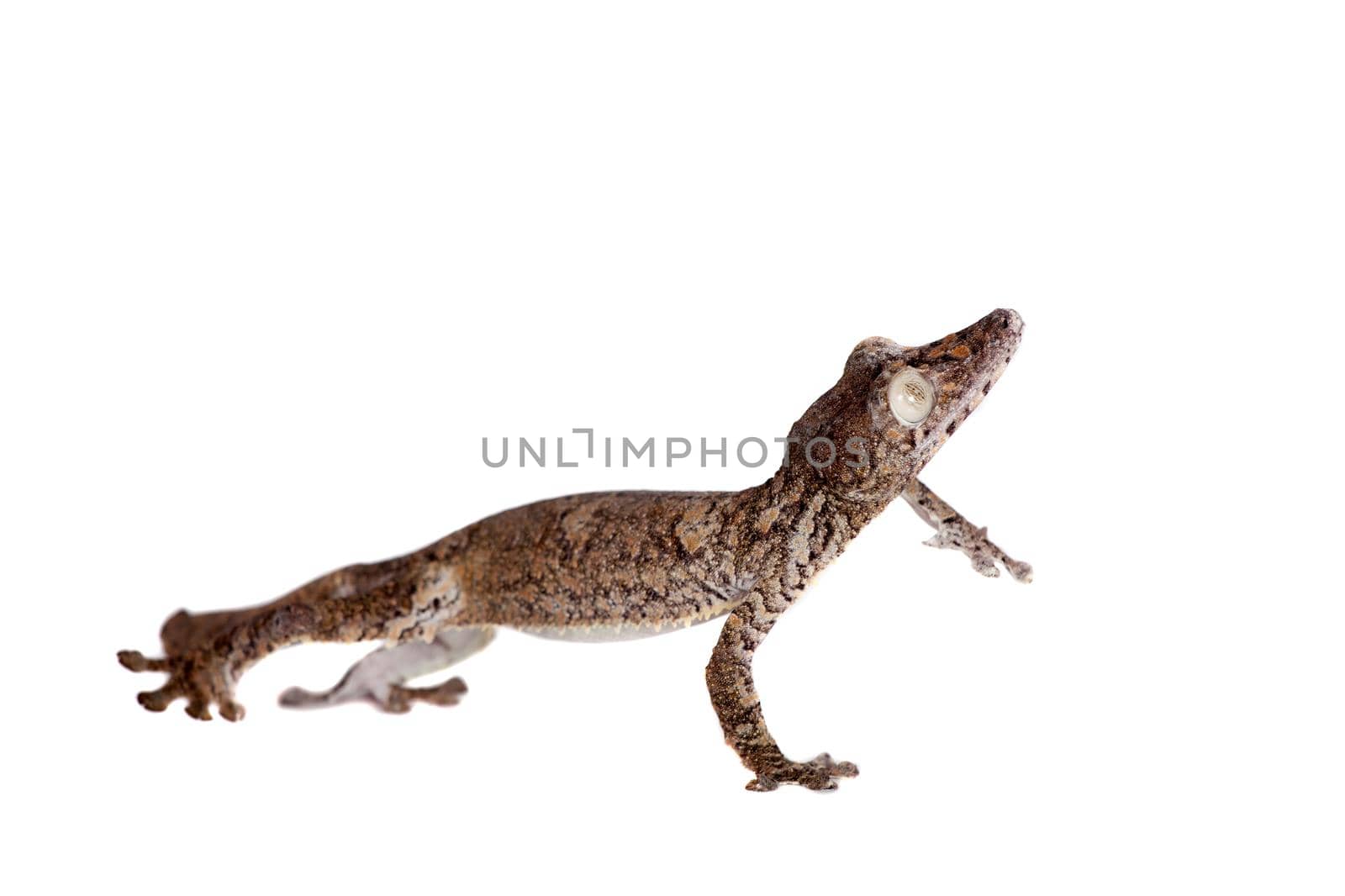 Giant leaf tailed gecko, Uroplatus giganteus, isolated on white background