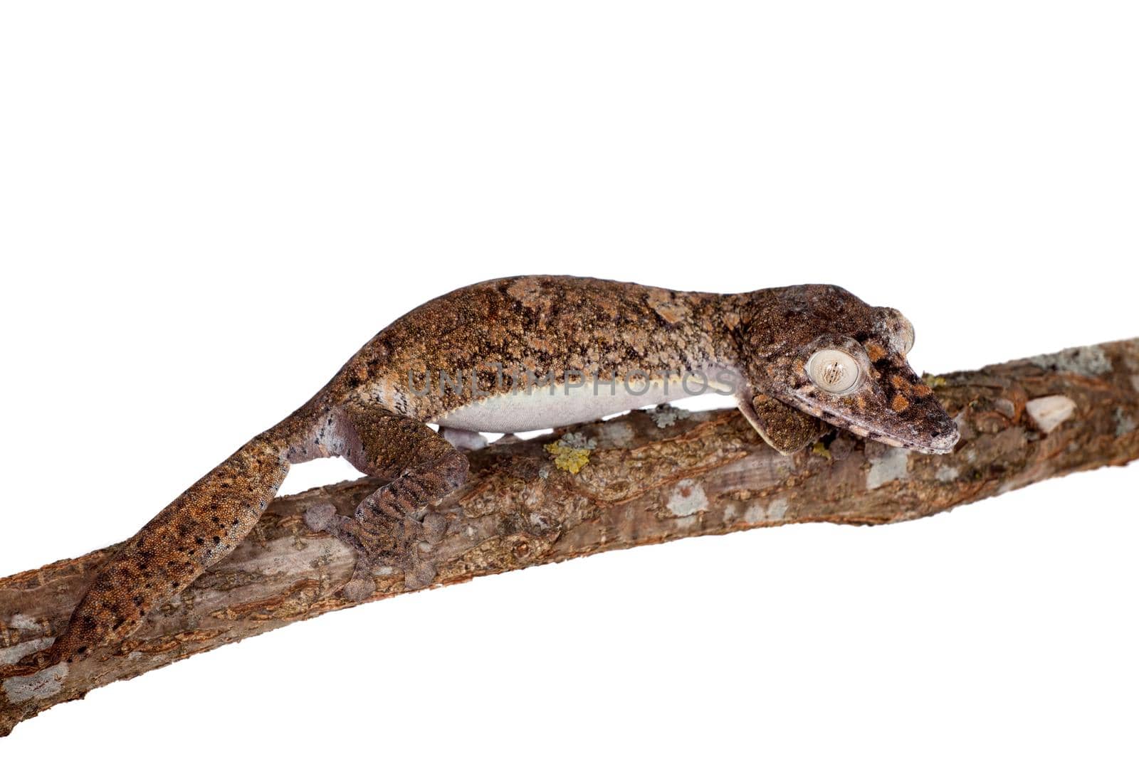 Giant leaf tailed gecko, Uroplatus giganteus, isolated on white background