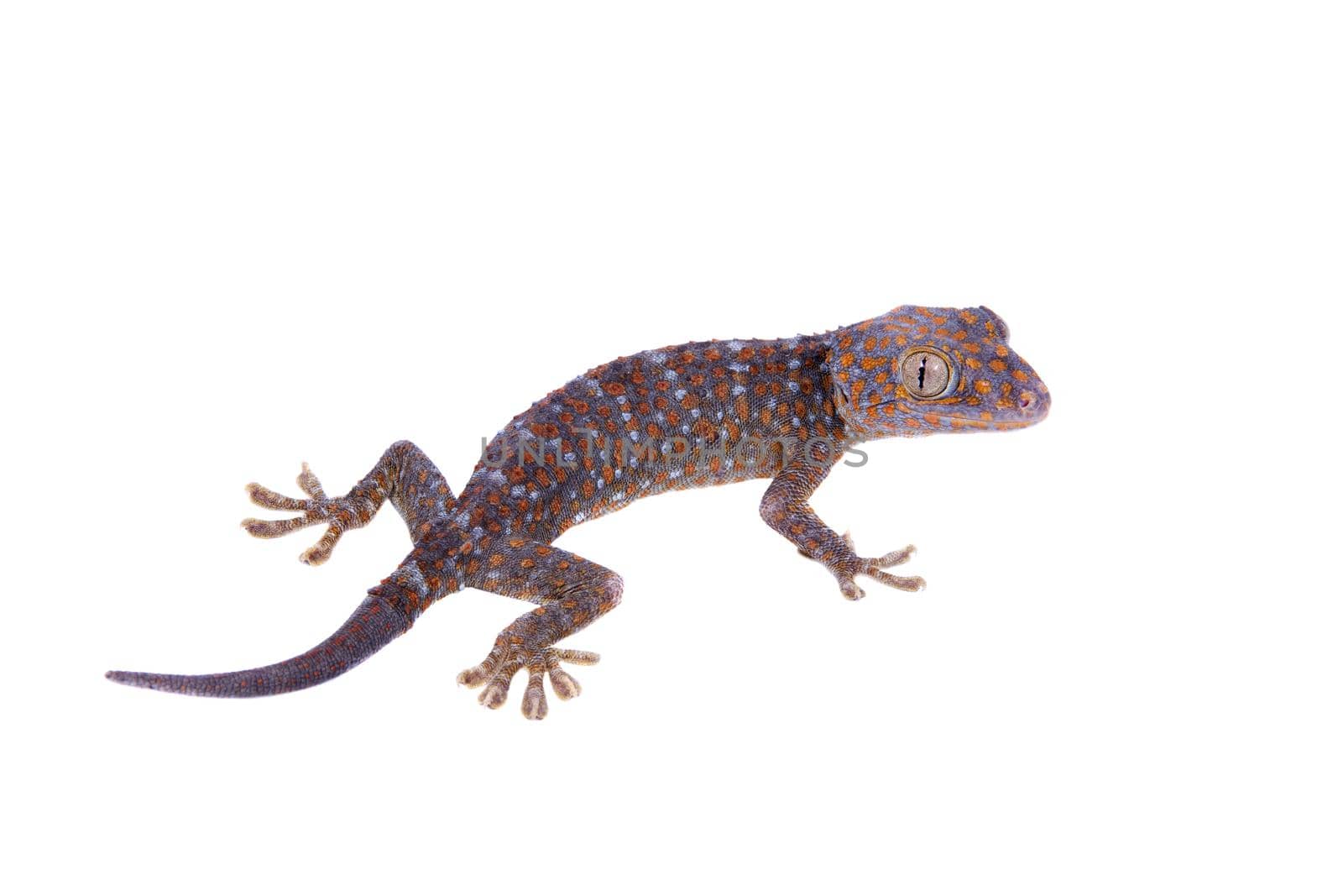 Tokay Gecko isolated on white background by RosaJay