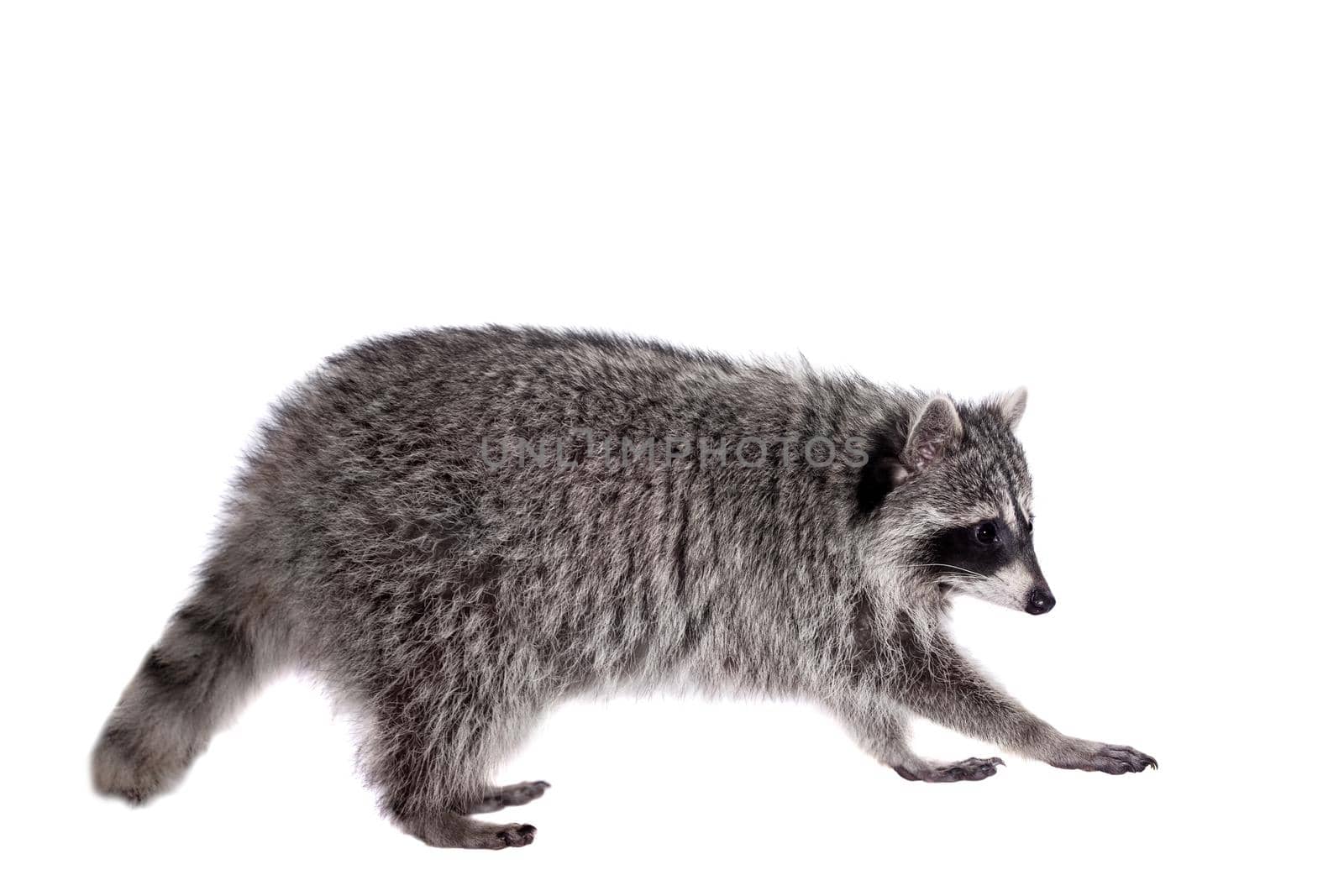 Raccoon, 3 years old, isolated on the white background