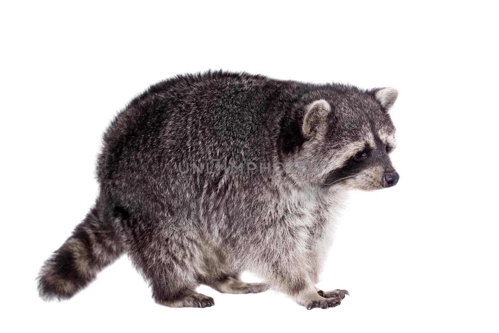 Raccoon, 3 years old, isolated on the white background