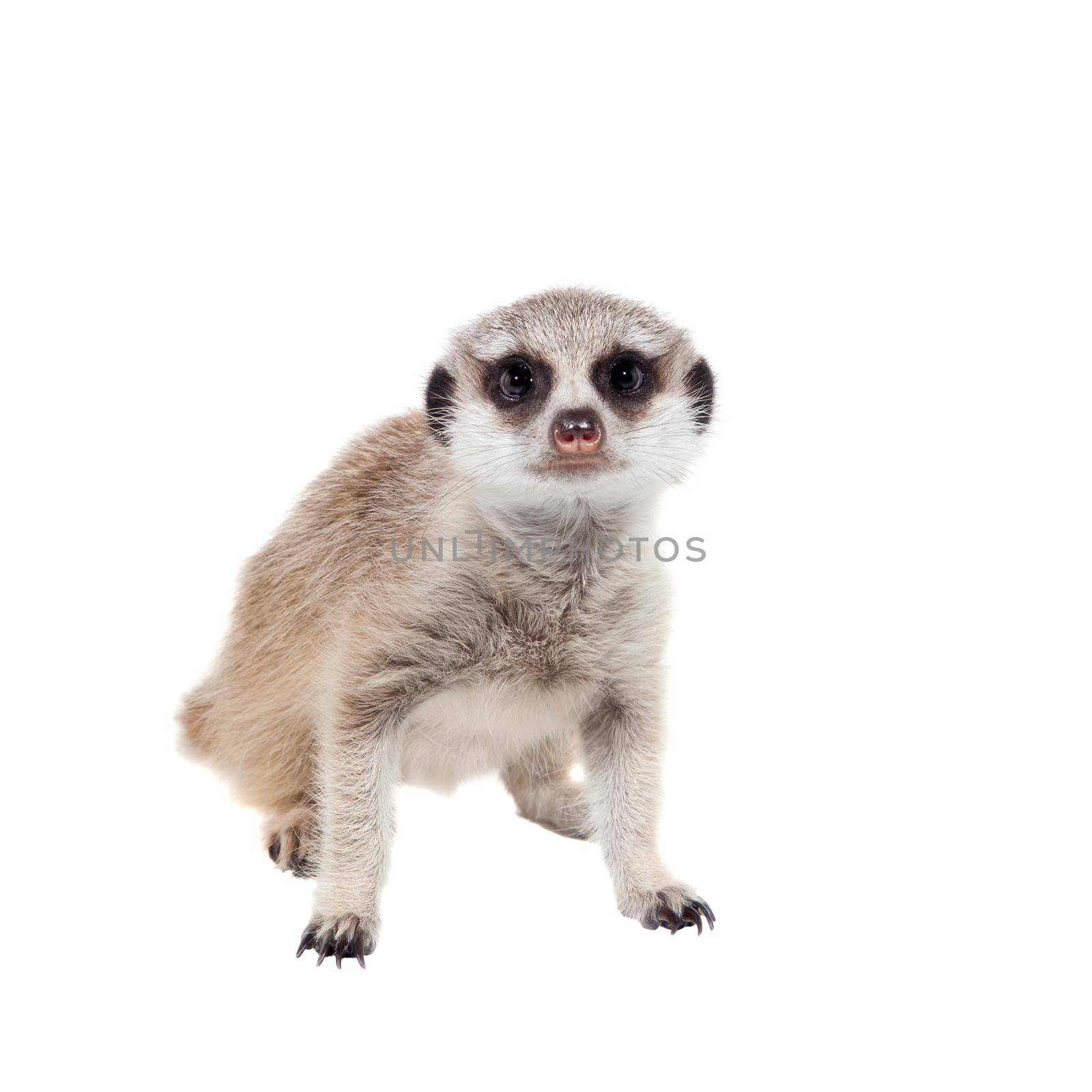 The meerkat or suricate cub, Suricata suricatta, isolated on white