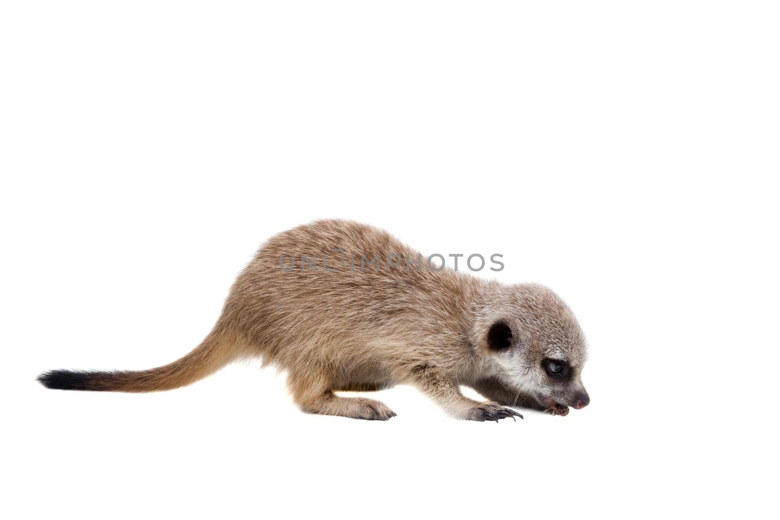 The meerkat or suricate cub, Suricata suricatta, isolated on white