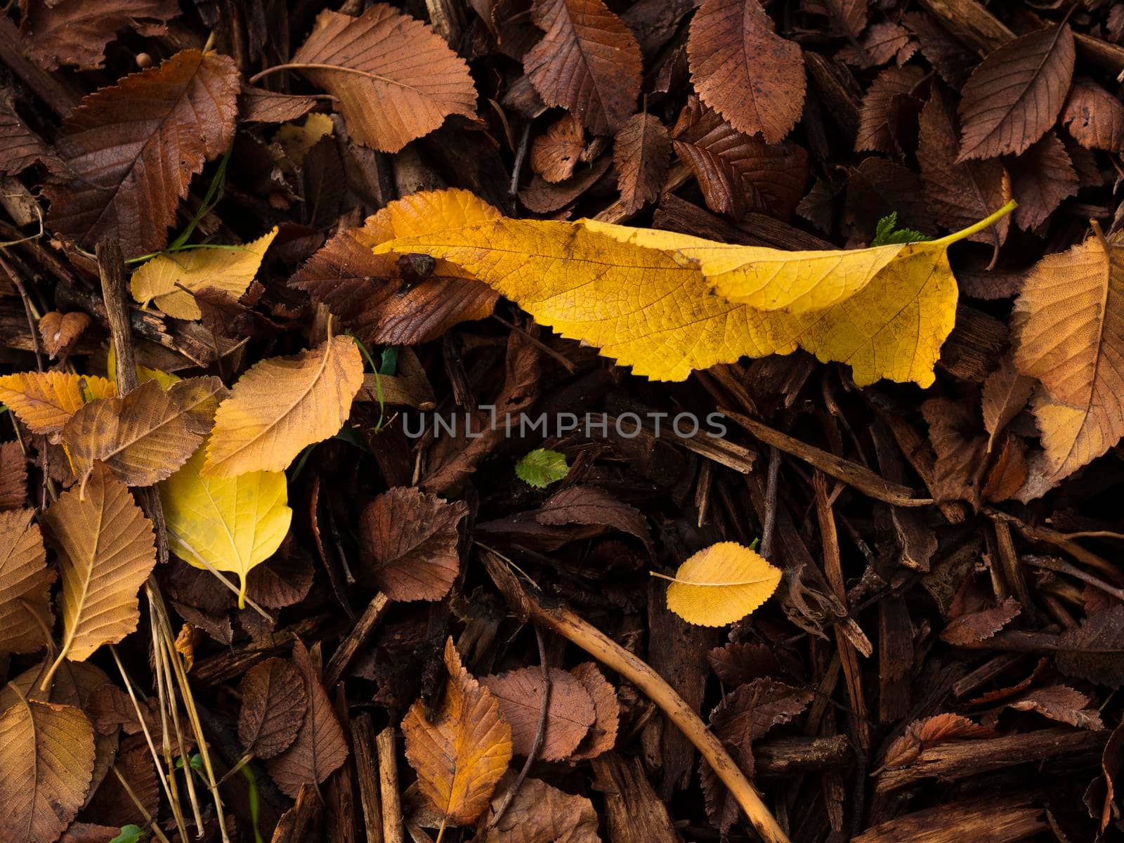Closeup shot of dried autumn leaves colorful, yellow and brown.