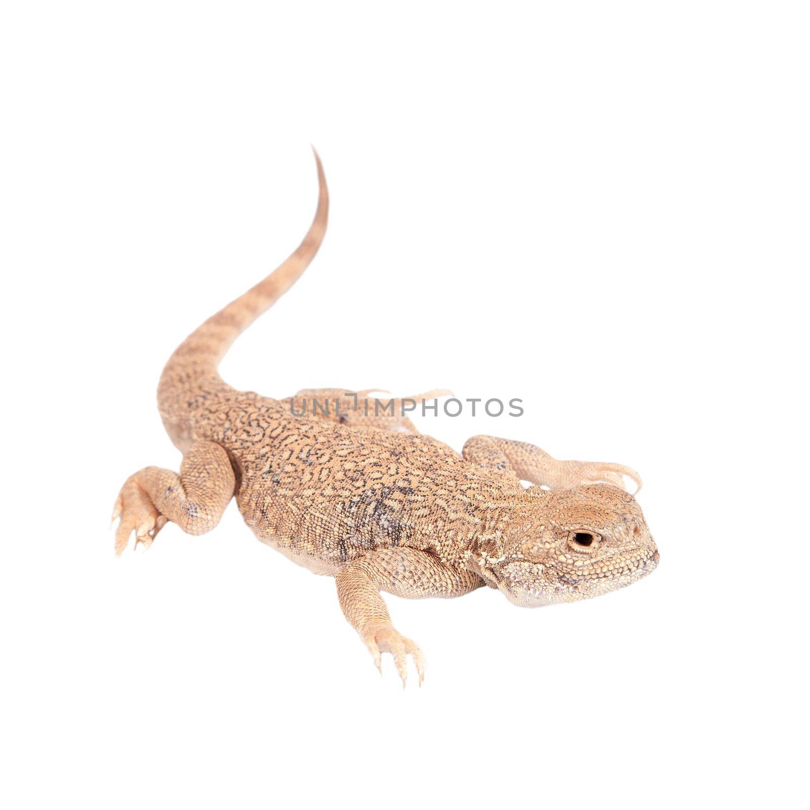 Secret Toad-Headed Agama, Phrynocephalus mystaceus, isolated on white