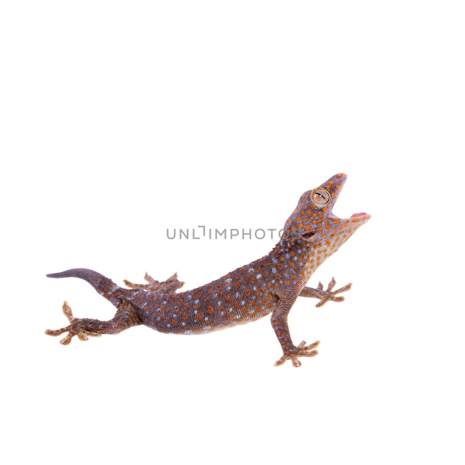 Tokay Gecko isolated on white background by RosaJay
