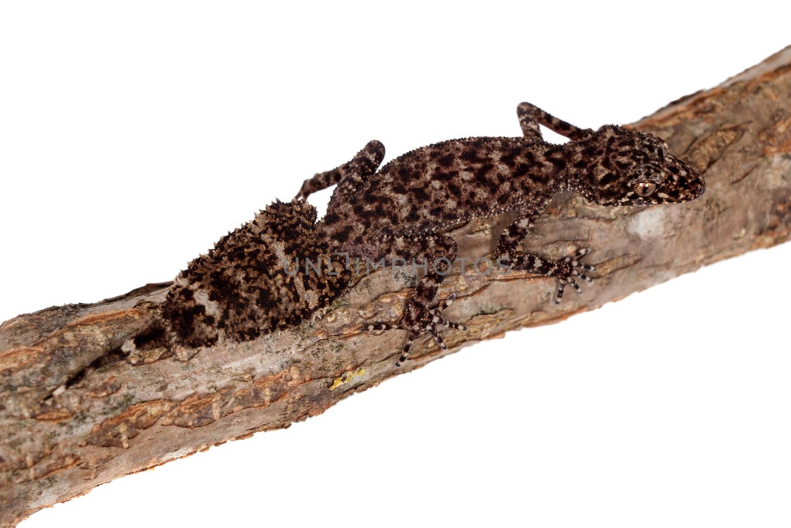 Australian leaf-tailed geckos, Phyllurus amnicola,, isolated on white background