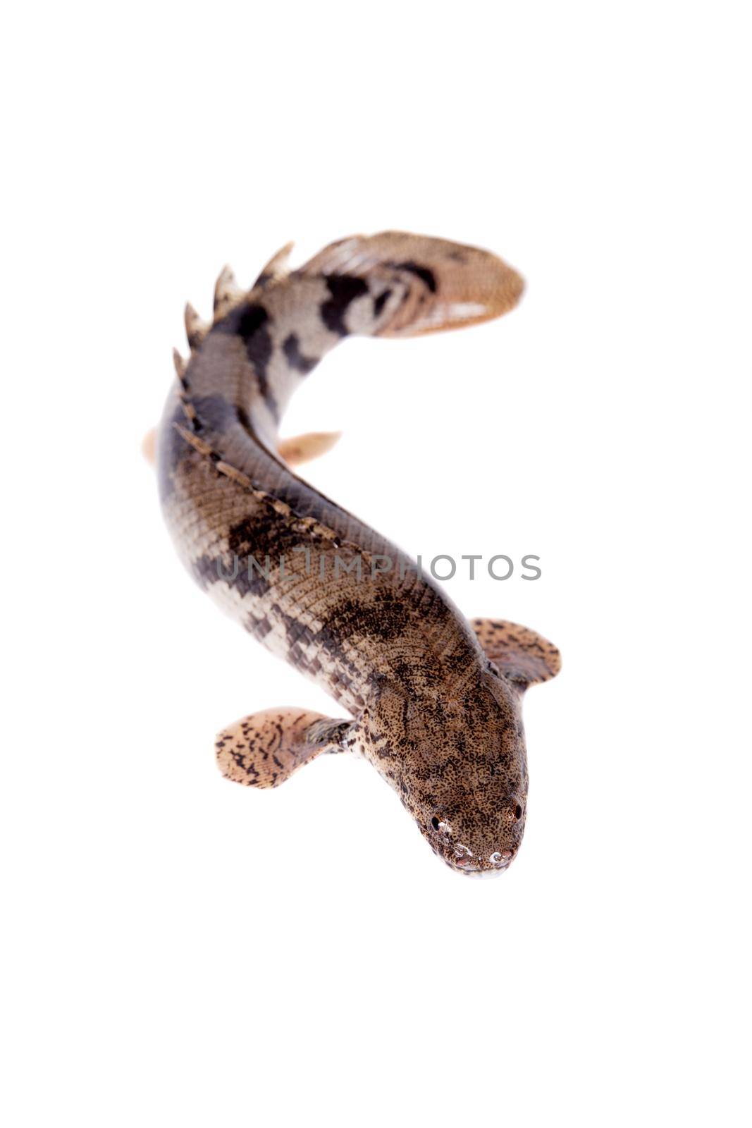 Saddled bichir on white background by RosaJay