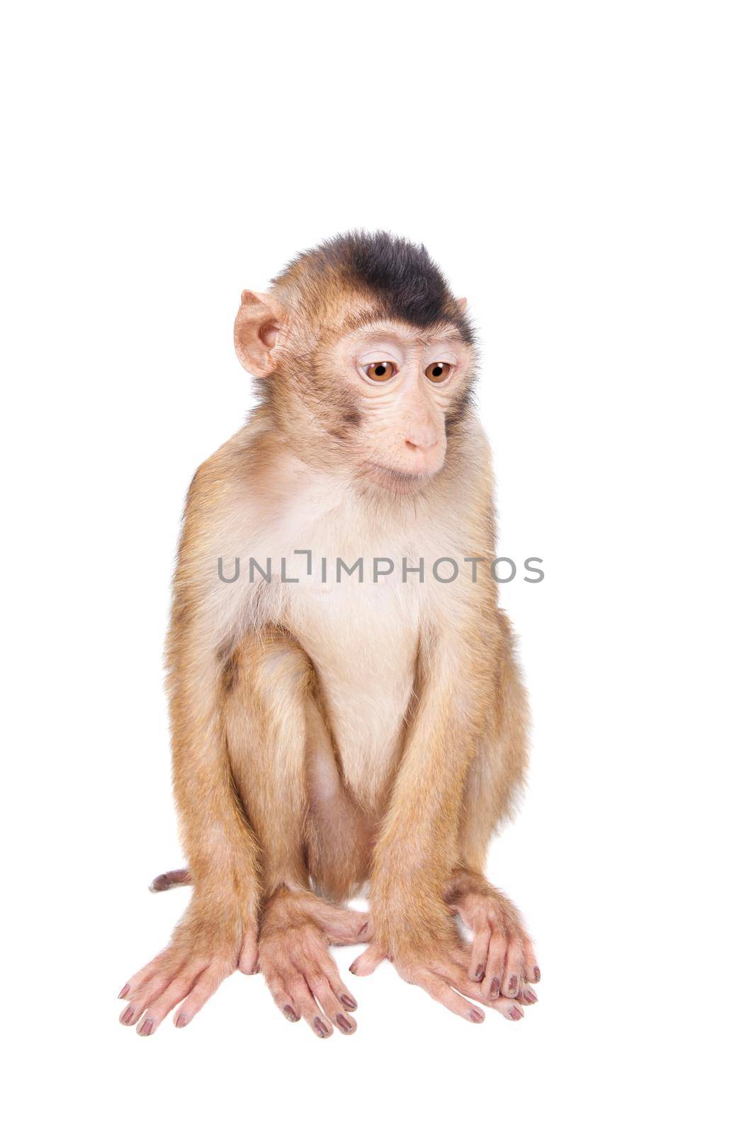 Juvenile Pig-tailed Macaque, Macaca nemestrina, on white by RosaJay