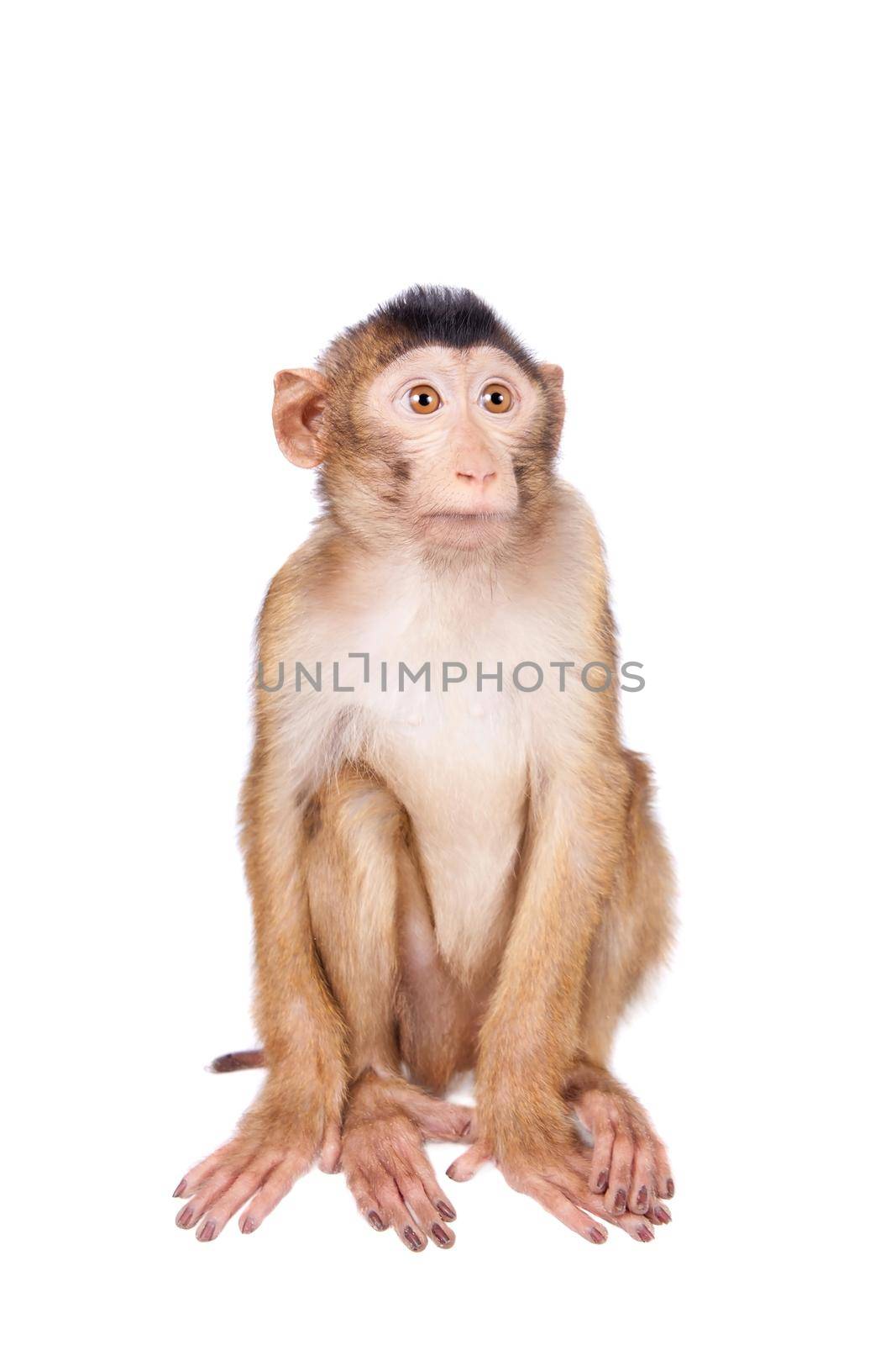 Juvenile Pig-tailed Macaque, Macaca nemestrina, on white by RosaJay