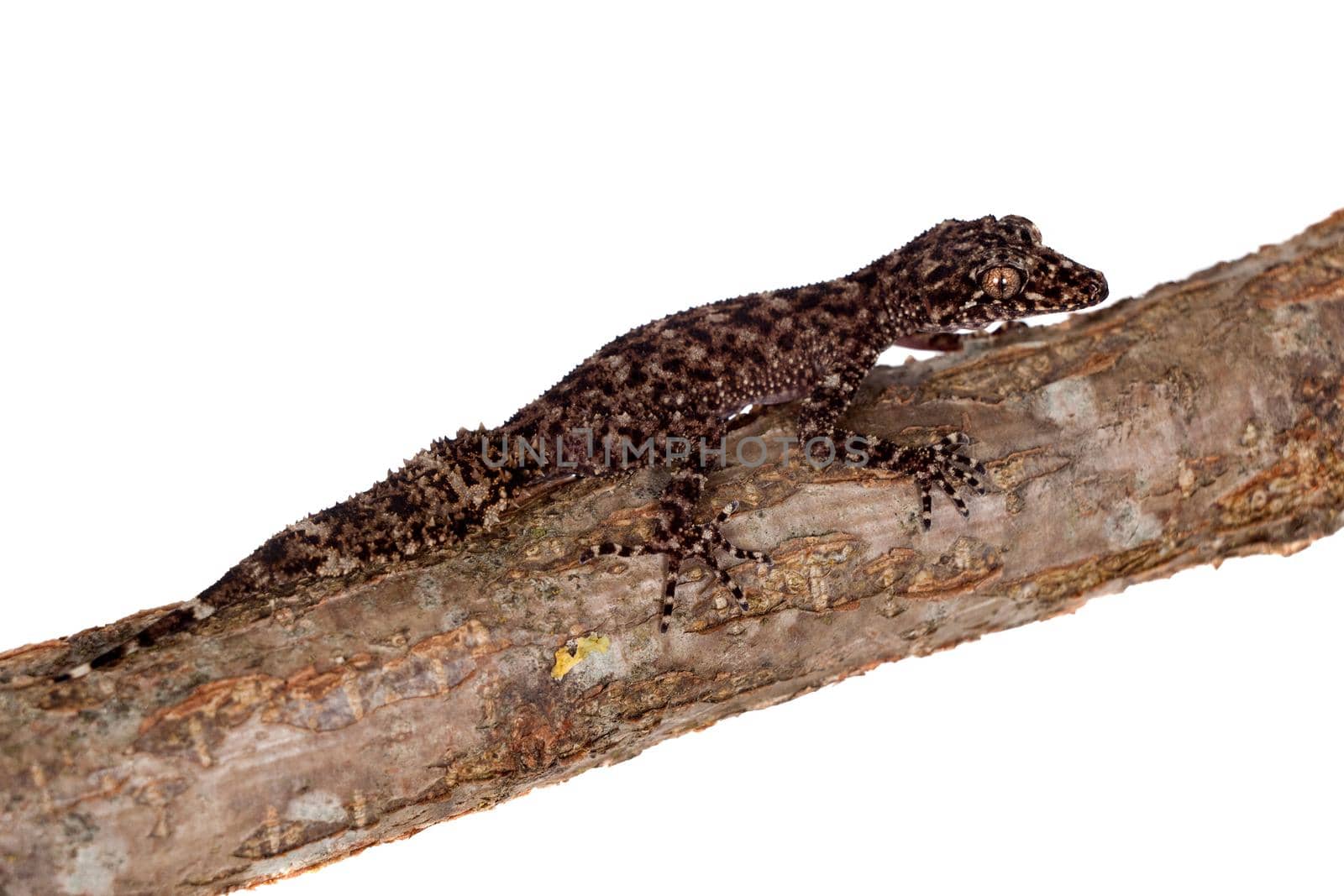 Australian leaf-tailed geckos, Phyllurus amnicola,, isolated on white background