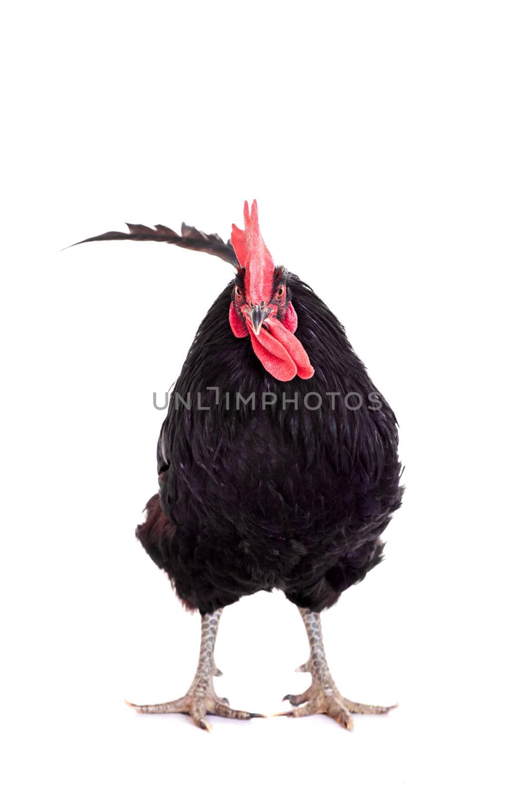 Black rooster isolated on a white background