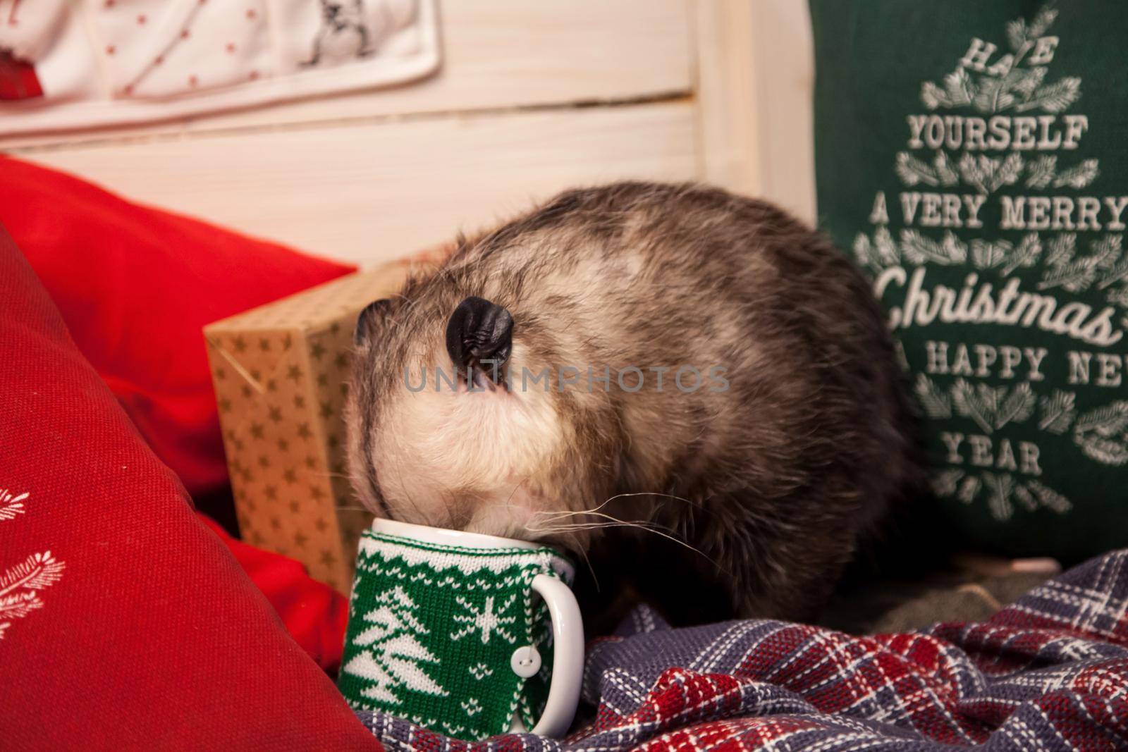 Pretty Virginia opossum in Christmass or New year decorations by RosaJay