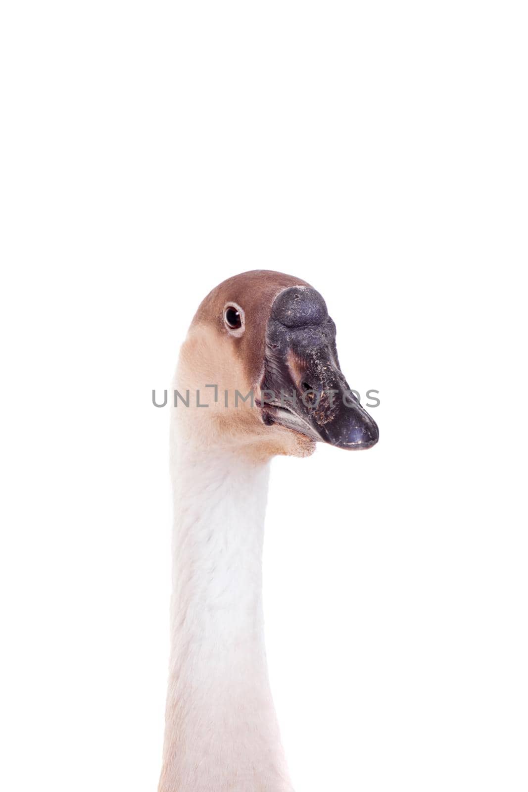 Brown domestic goose isolated on a white background