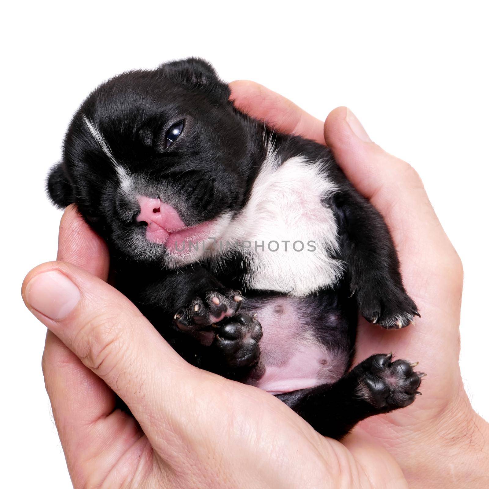 French bulldog, 3 weeks old, puppy on white by RosaJay