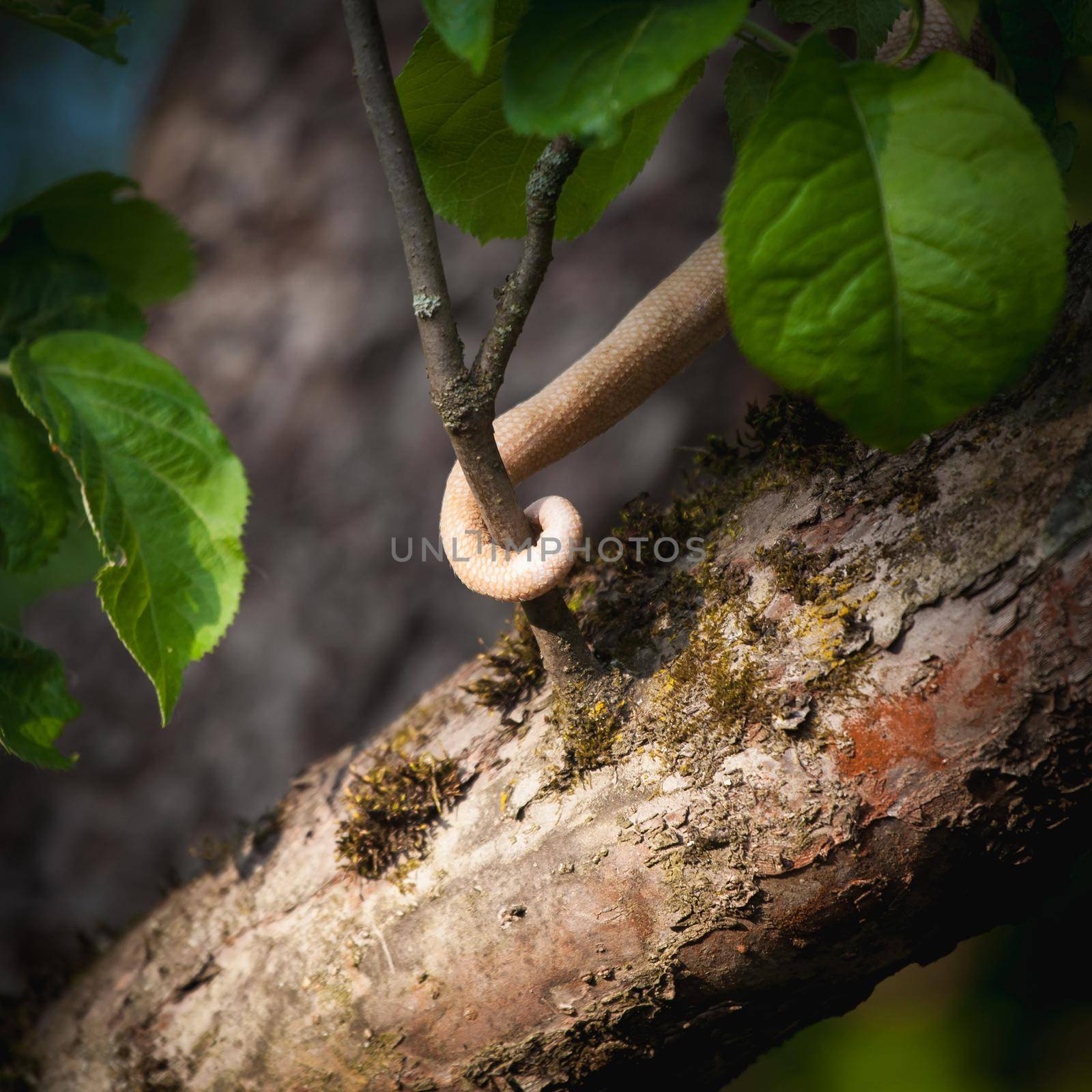 The Virginia opossum in the garden by RosaJay