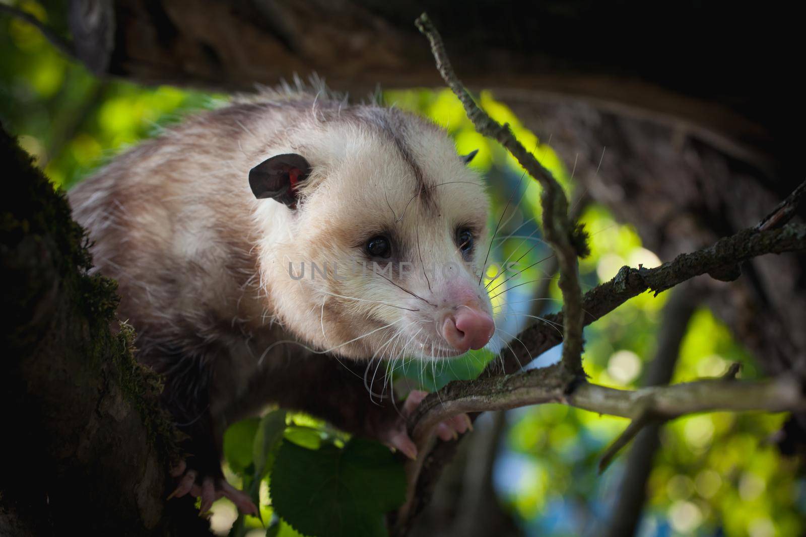 The Virginia or North American opossum, Didelphis virginiana, in the garden