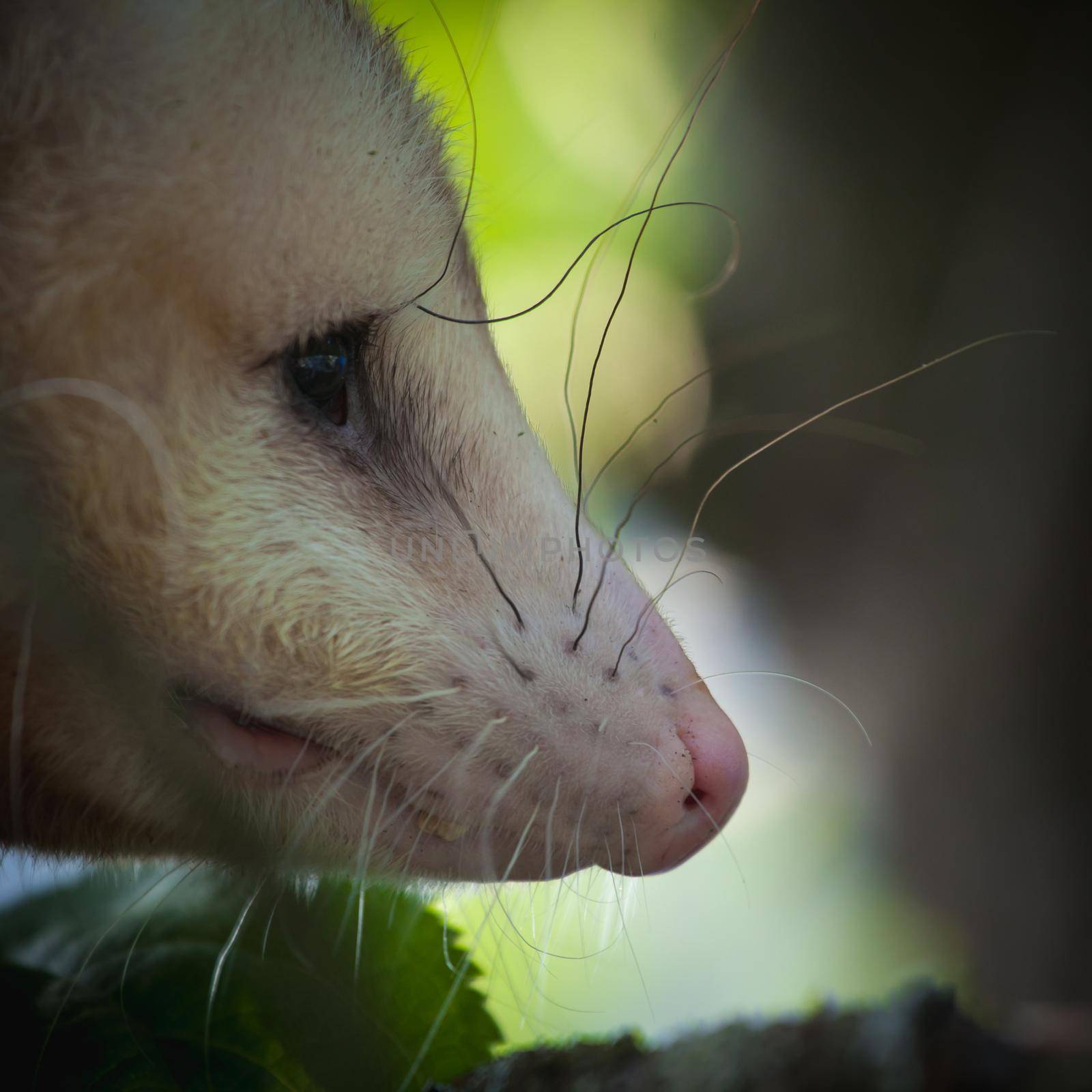 The Virginia opossum in the garden by RosaJay