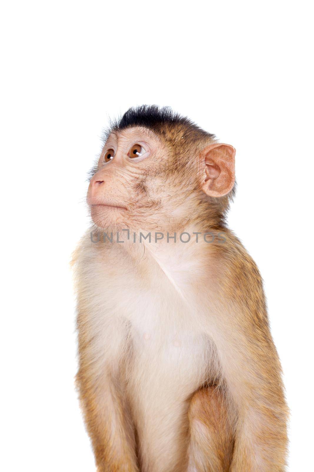 Juvenile Pig-tailed Macaque, Macaca nemestrina, isolated on white