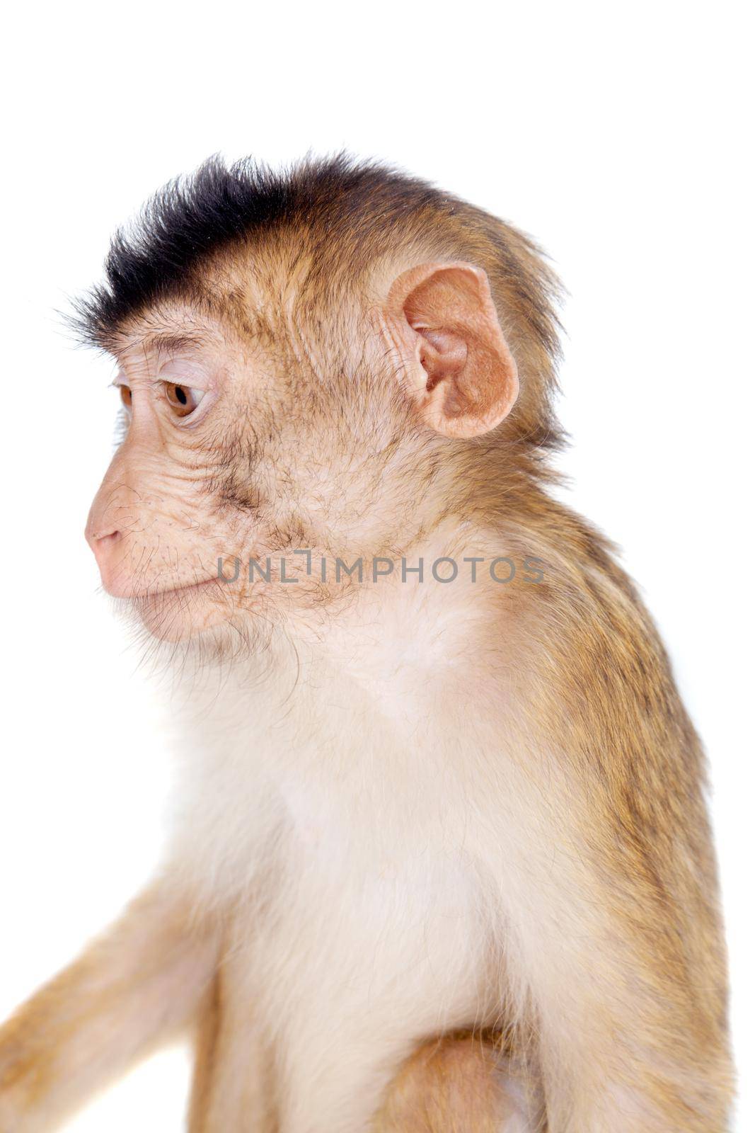 Juvenile Pig-tailed Macaque, Macaca nemestrina, on white by RosaJay