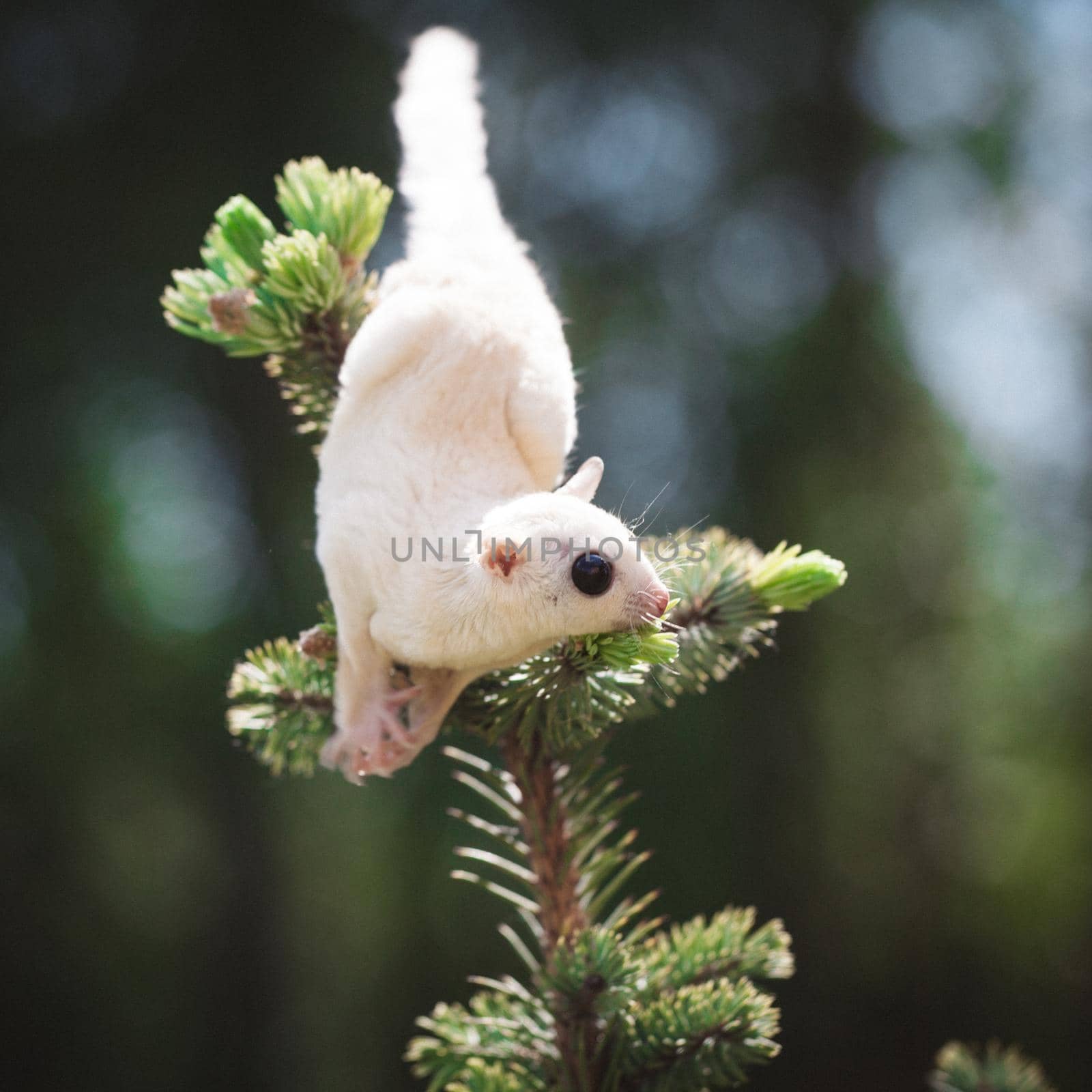 White sugar glider, Petaurus breviceps, on tree