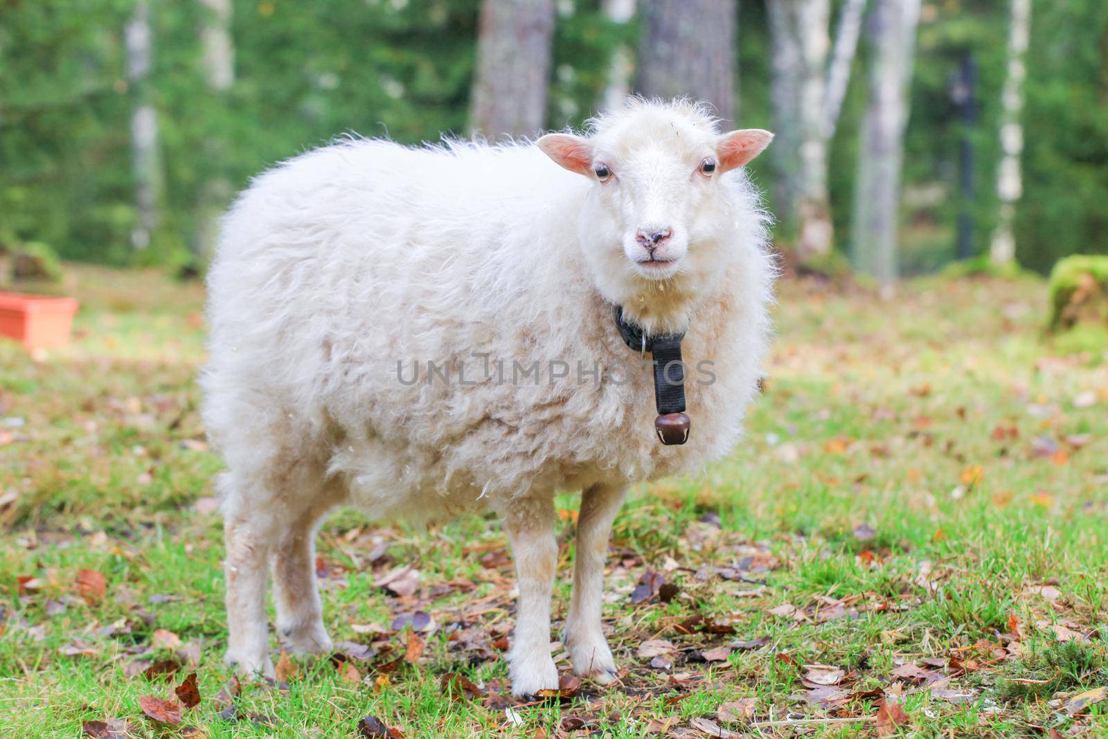 Cute dwarf white sheep stay in forest