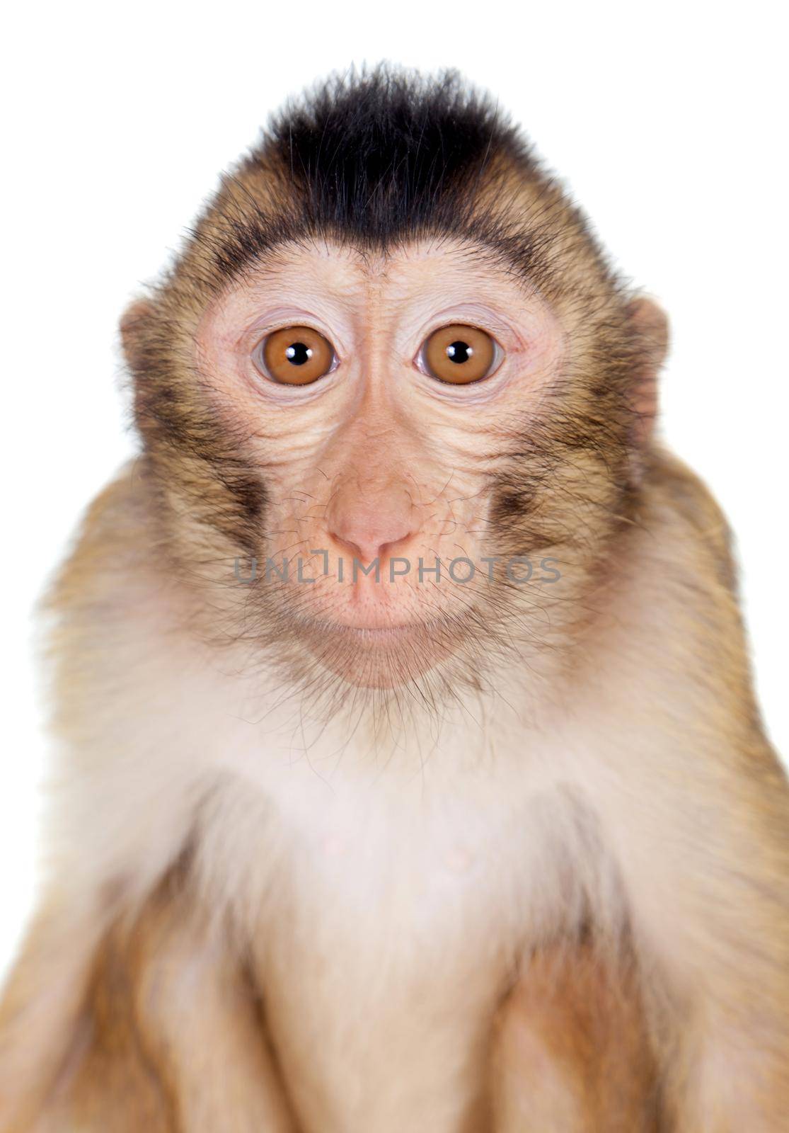 Juvenile Pig-tailed Macaque, Macaca nemestrina, isolated on white