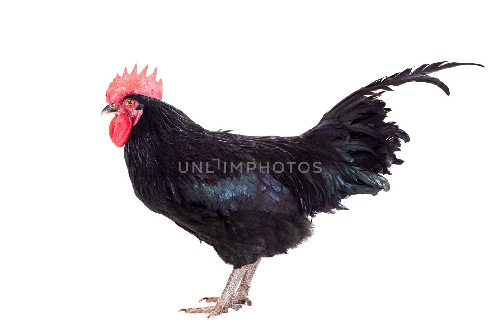 Black rooster isolated on a white background