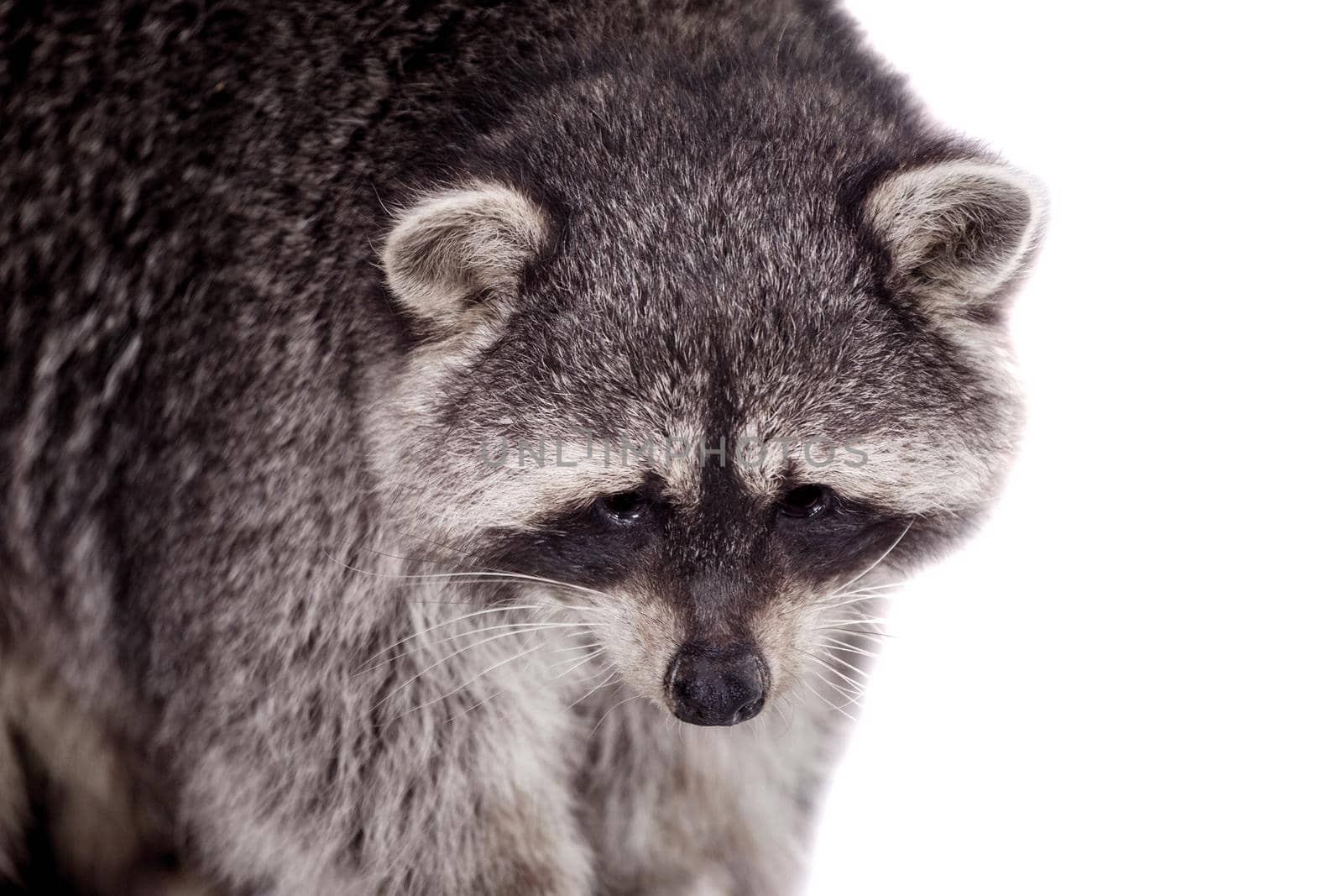 Raccoon, 3 years old, isolated on the white background