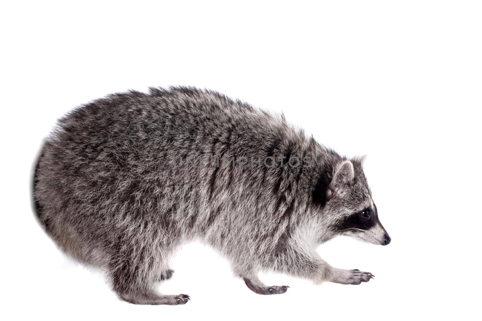 Raccoon, Procyon lotor, on the white background by RosaJay